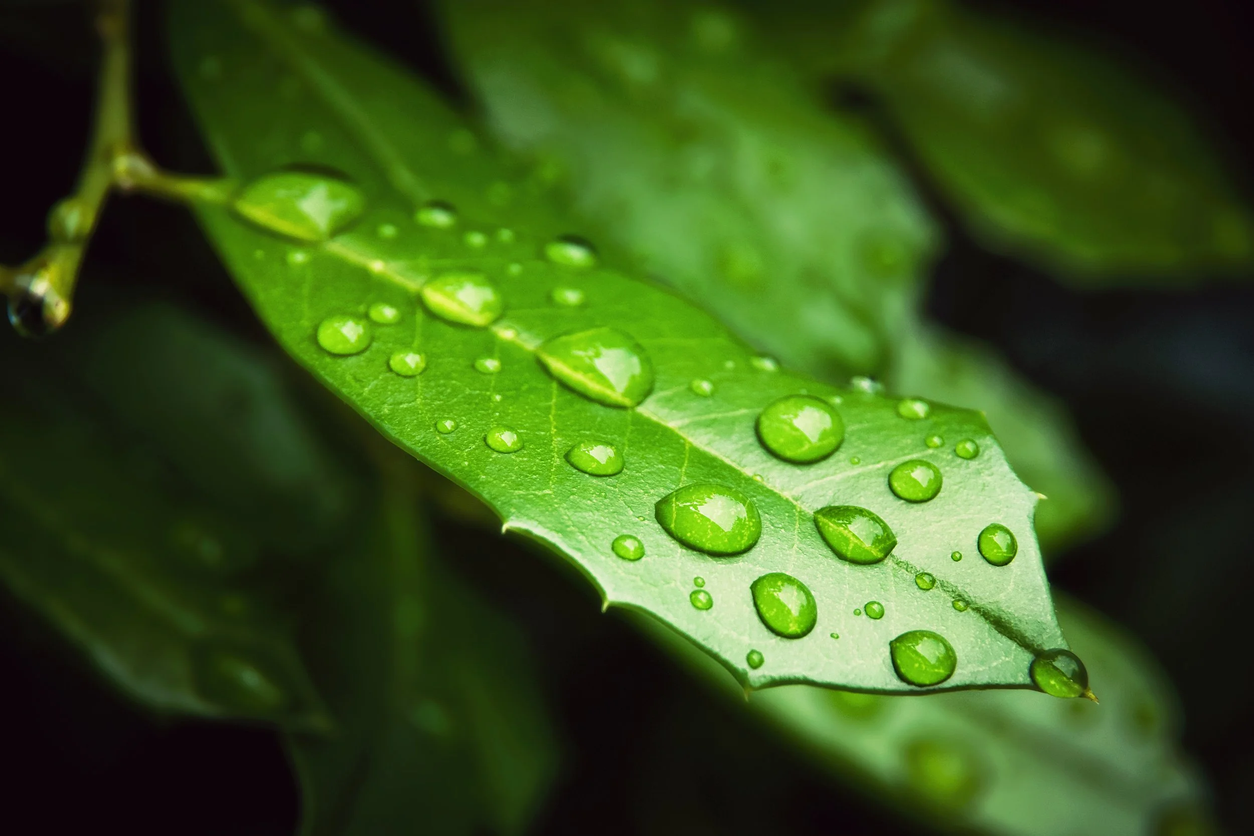 Close-up of a green leaf with water droplets on its surface.