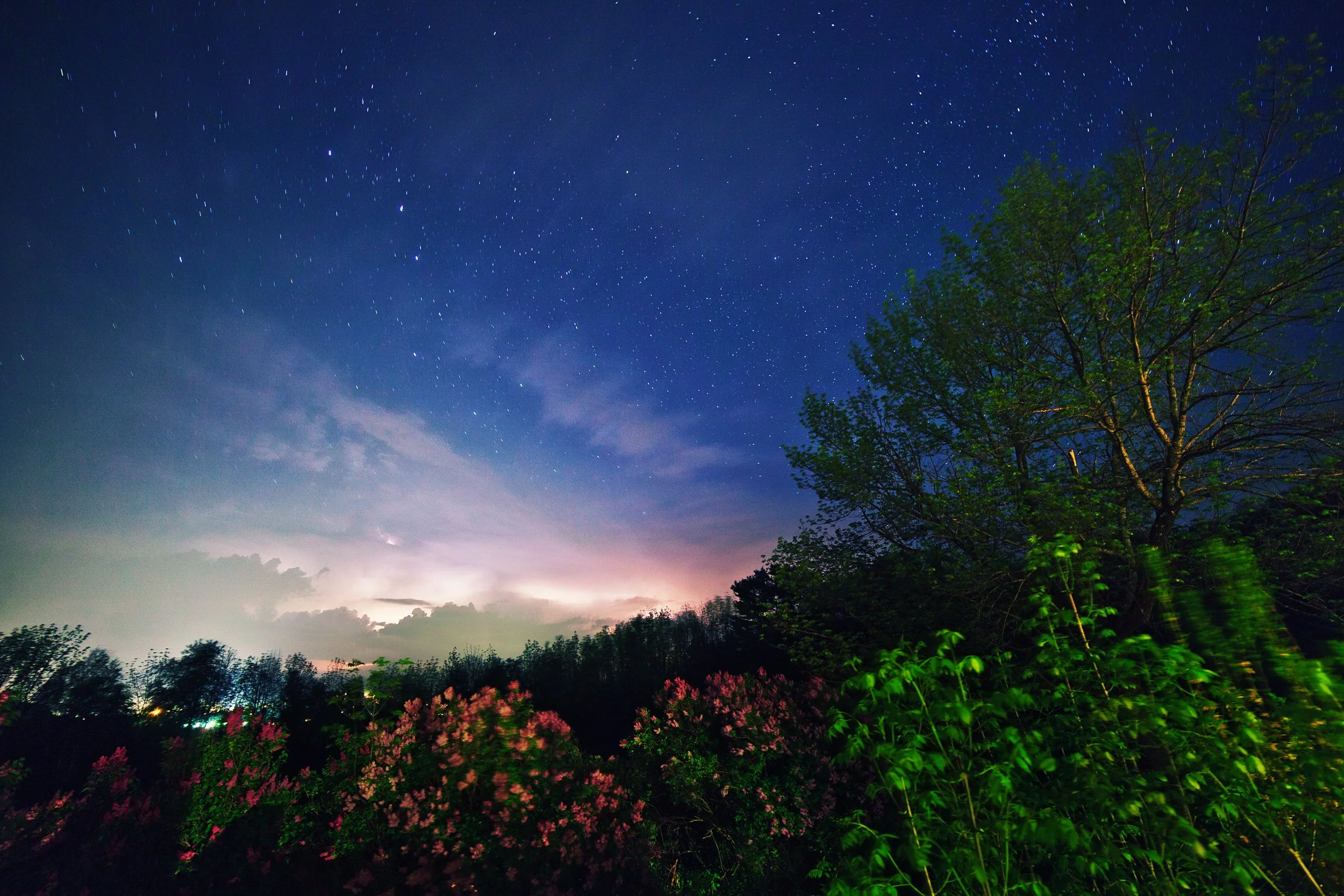 Night sky filled with stars over a landscape of trees and blooming flowers.