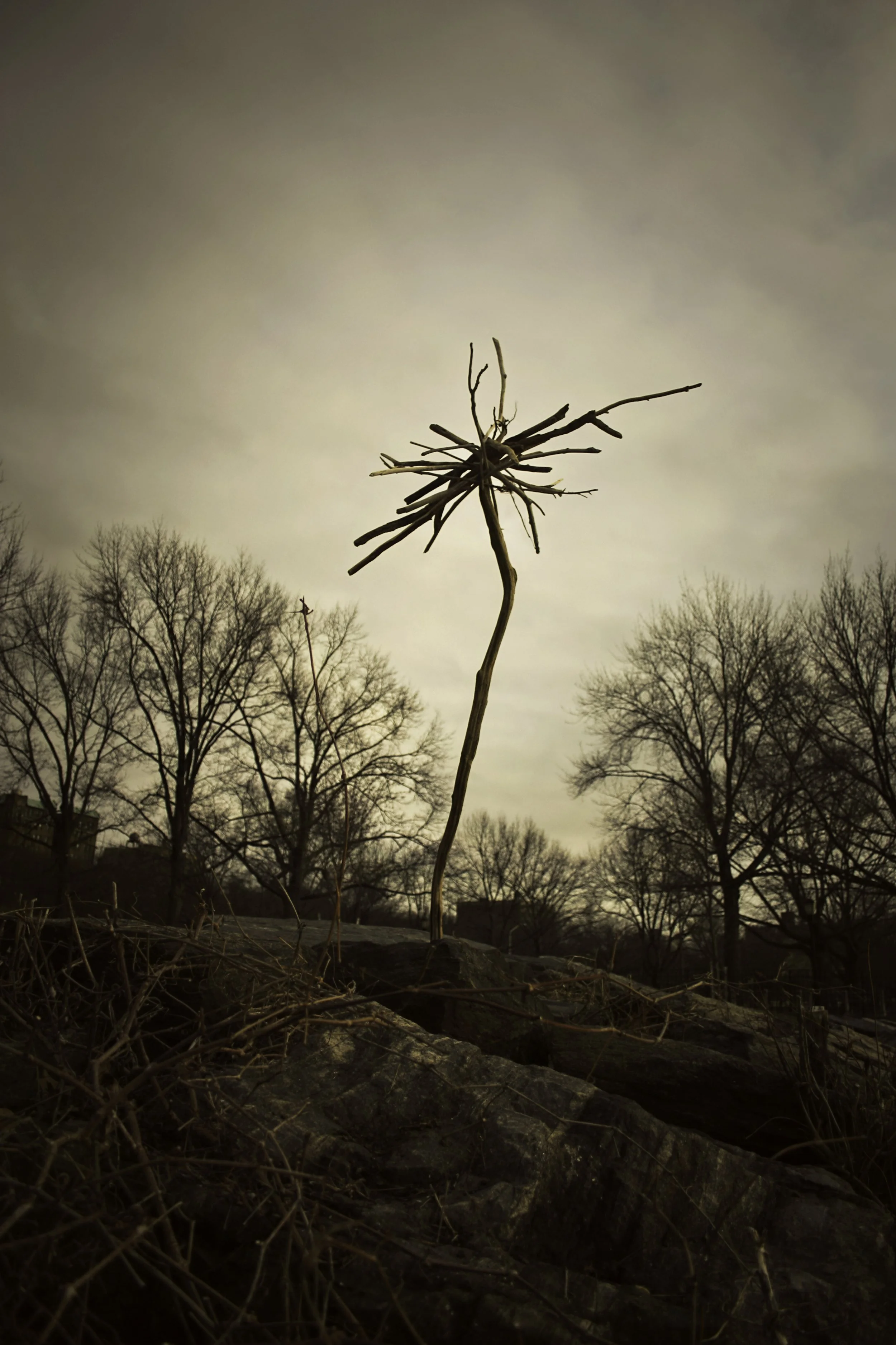 A small, leafless tree branch stands upright in the foreground, with multiple smaller twigs radiating outward. In the background, there are other larger leafless trees with many branches. The sky is overcast and cloudy, and the scene appears to be du