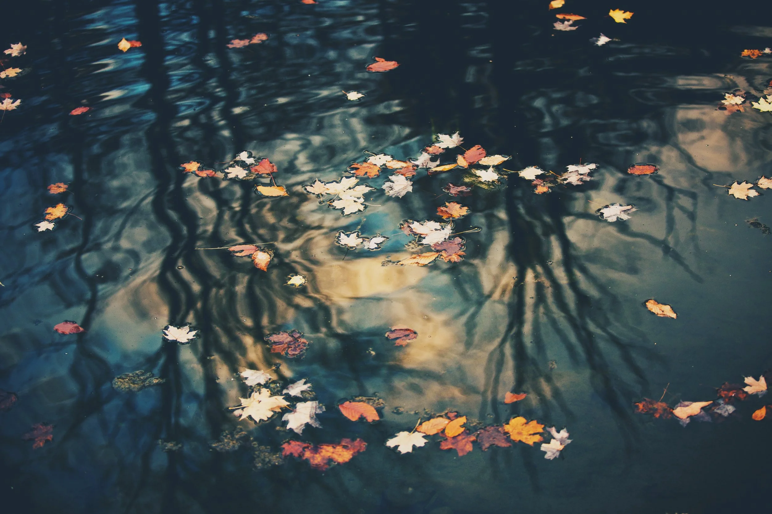 Fallen autumn leaves floating on a dark, rippling body of water.