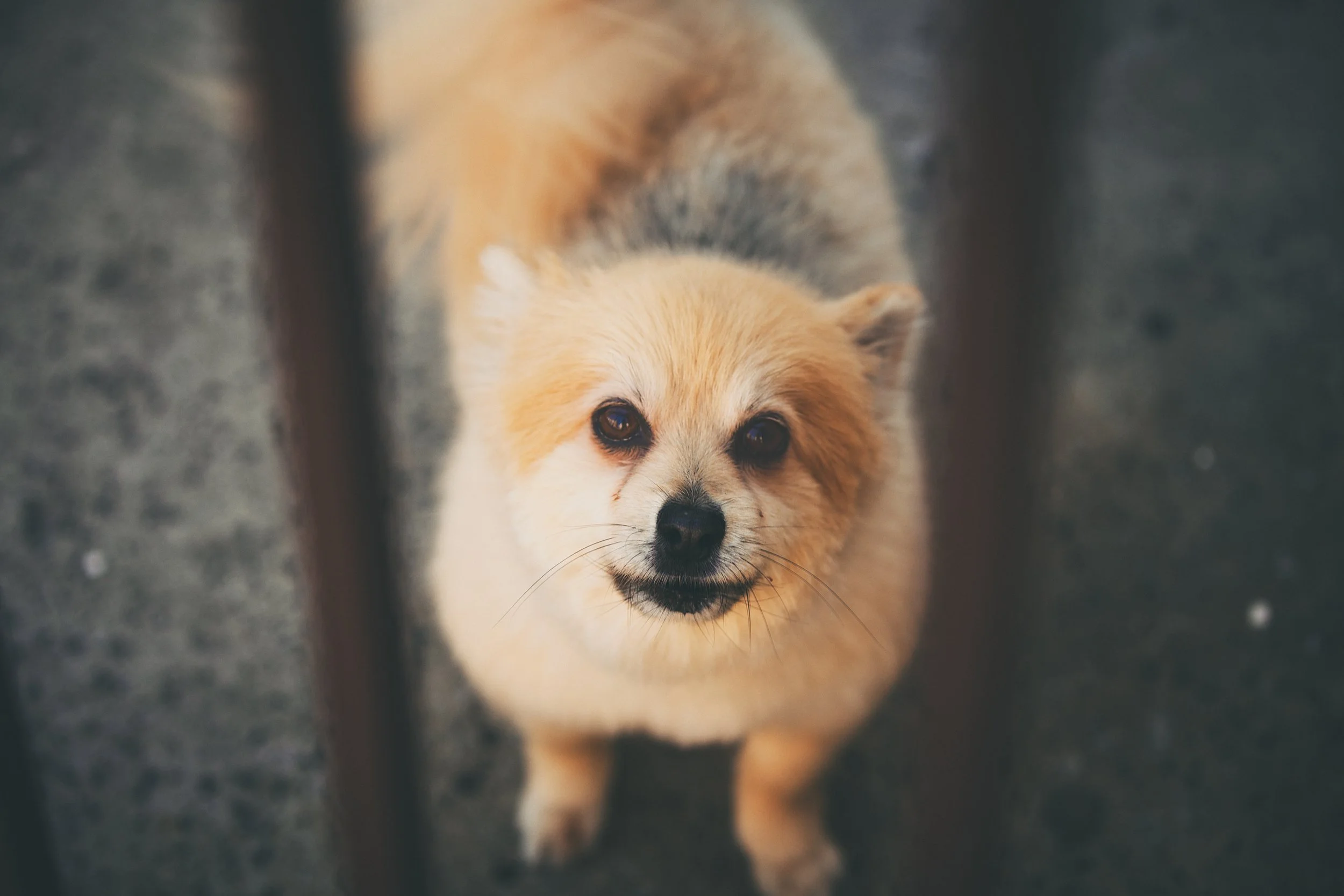 Close-up of a small, fluffy dog with tan and white fur, looking up between two dark vertical bars.
