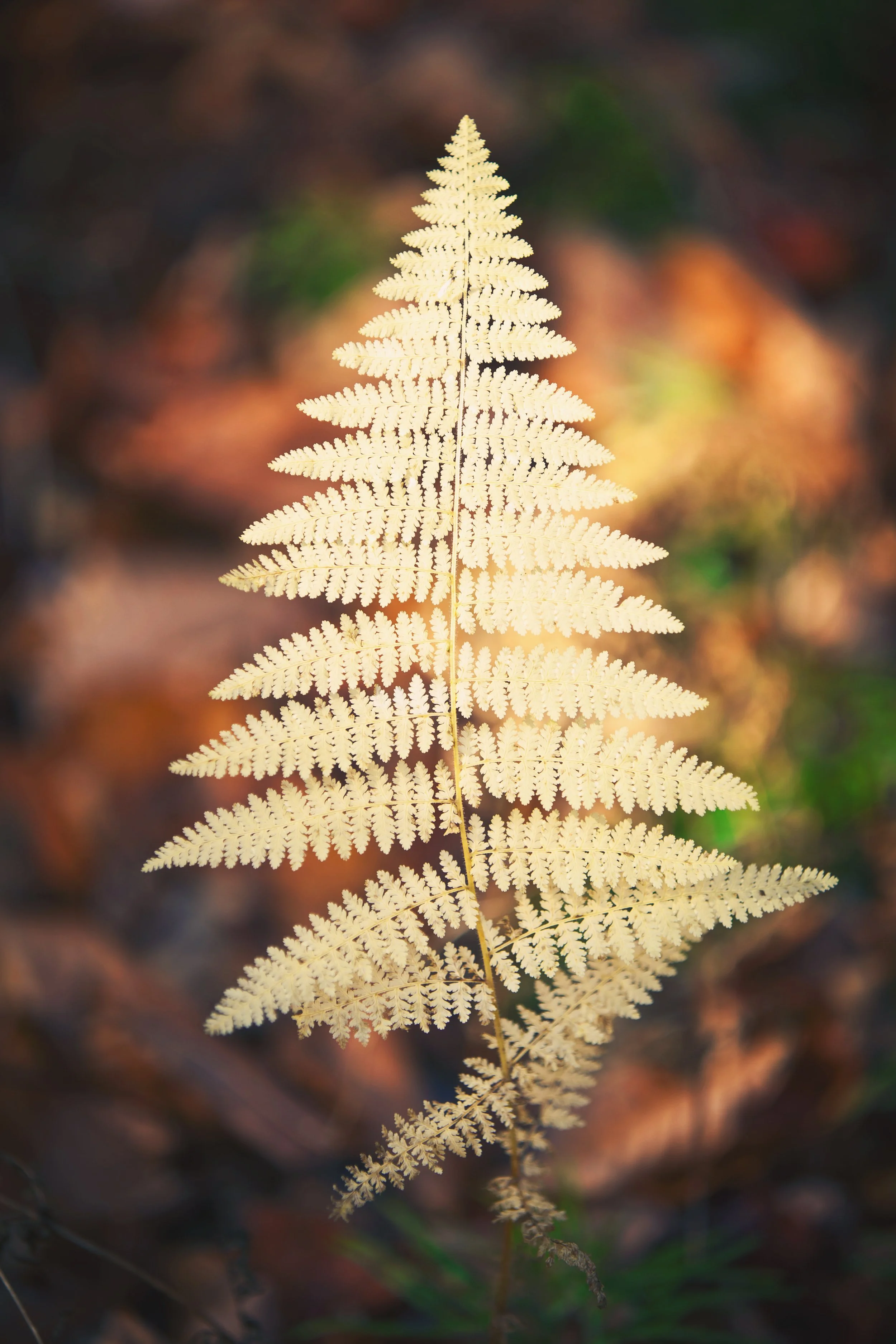 A pale yellow fern leaf standing upright against a blurred background of autumn-colored leaves.