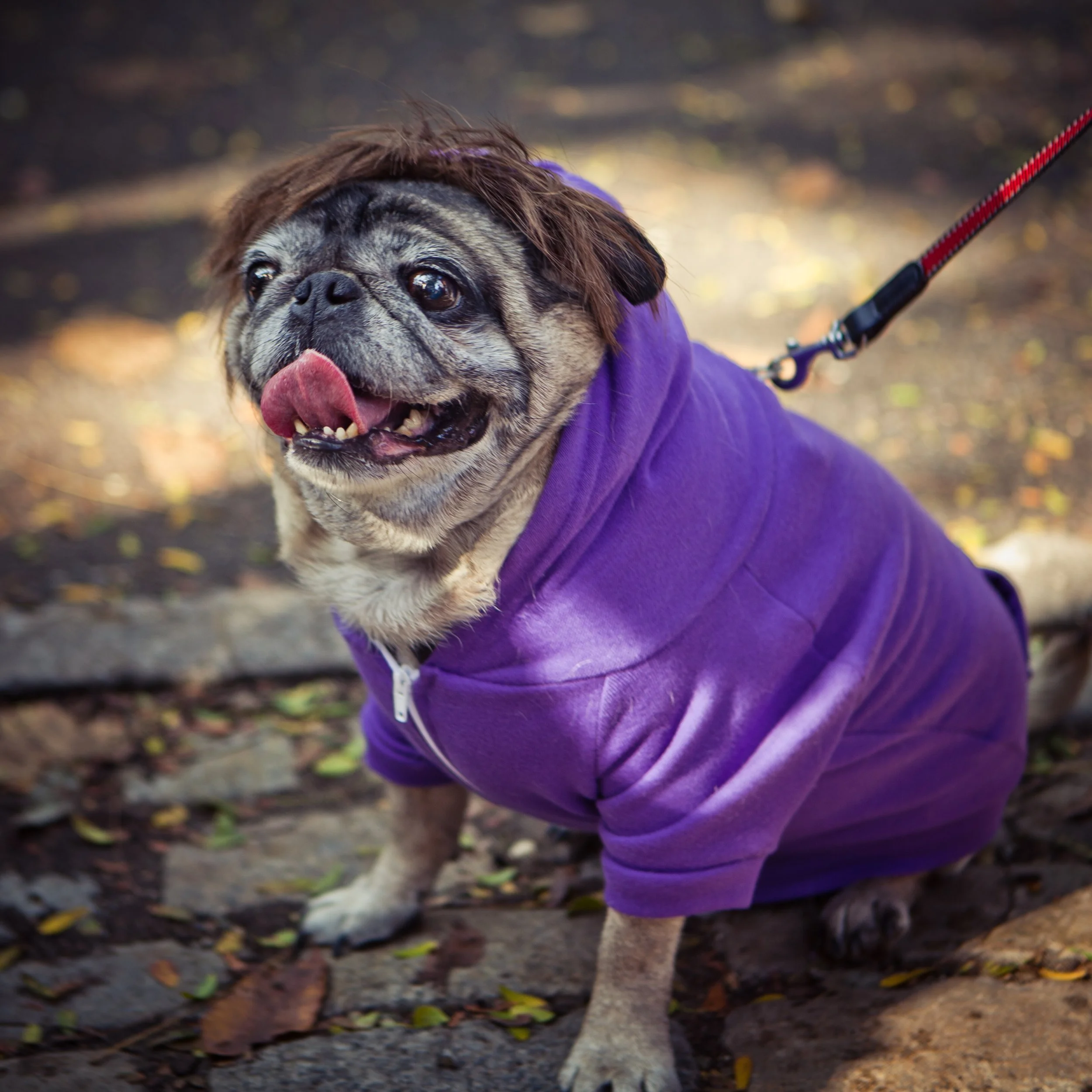 Close-up of a pug dog wearing a purple jacket and red leash, sticking out tongue, outdoors on a dirt path with fallen leaves.