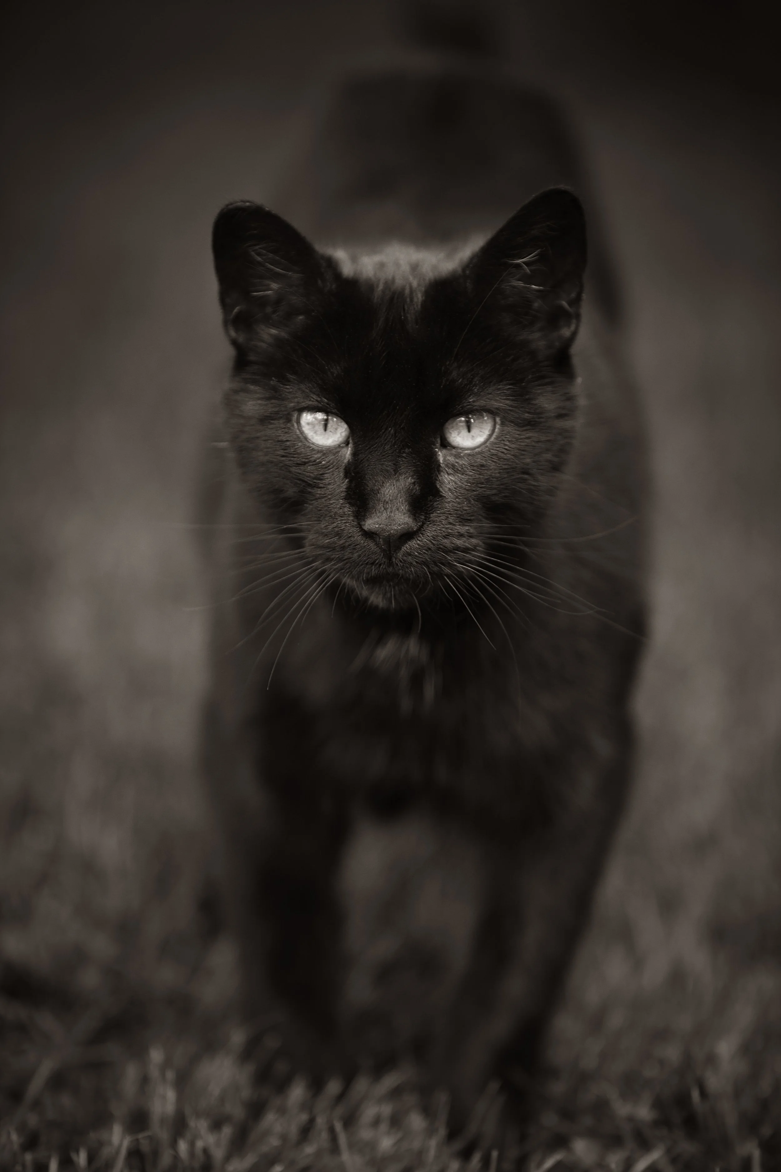 Black cat with light-colored eyes walking on a dark surface, facing the camera.