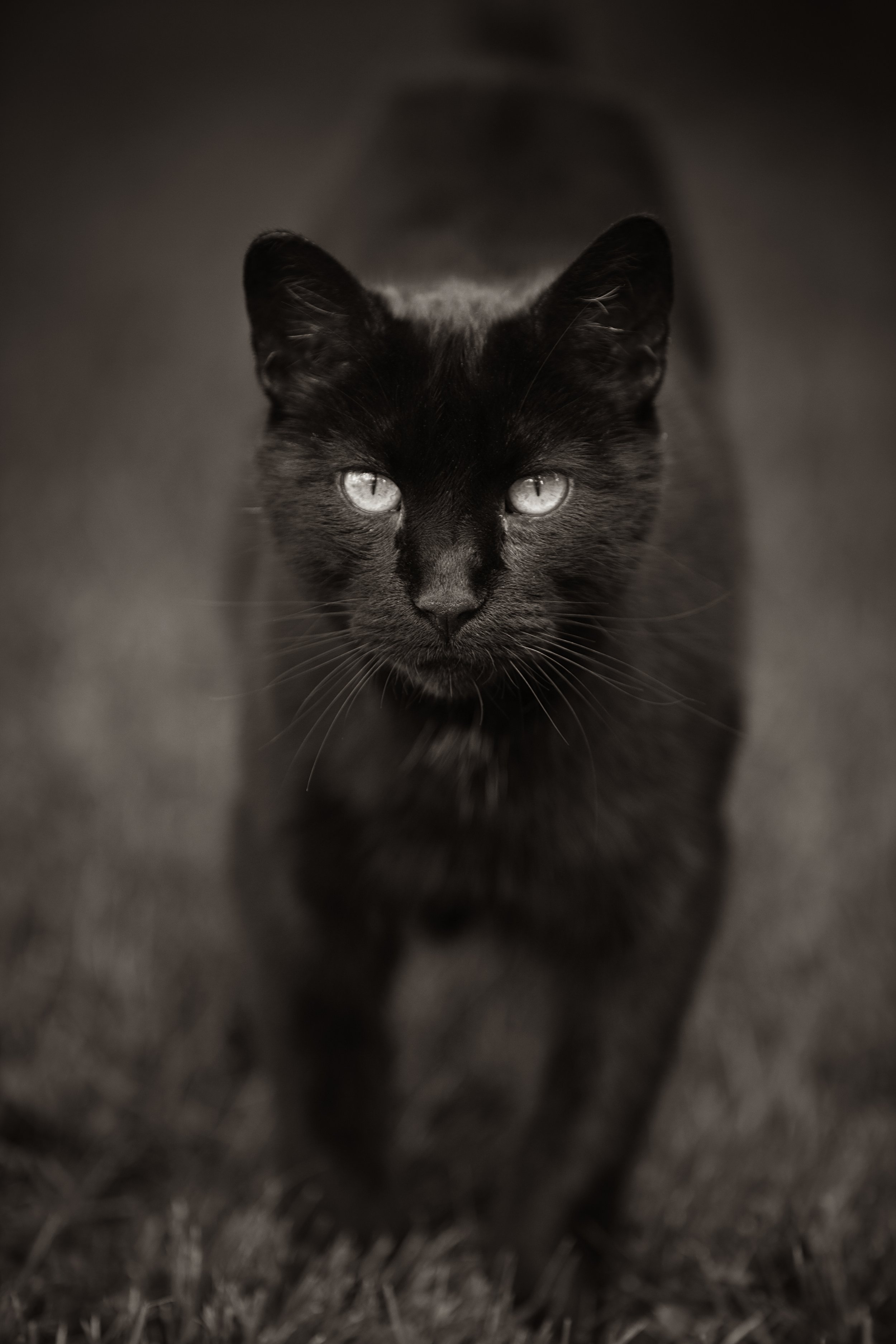 A black cat walking towards the camera on a dark, textured surface with a blurred background.