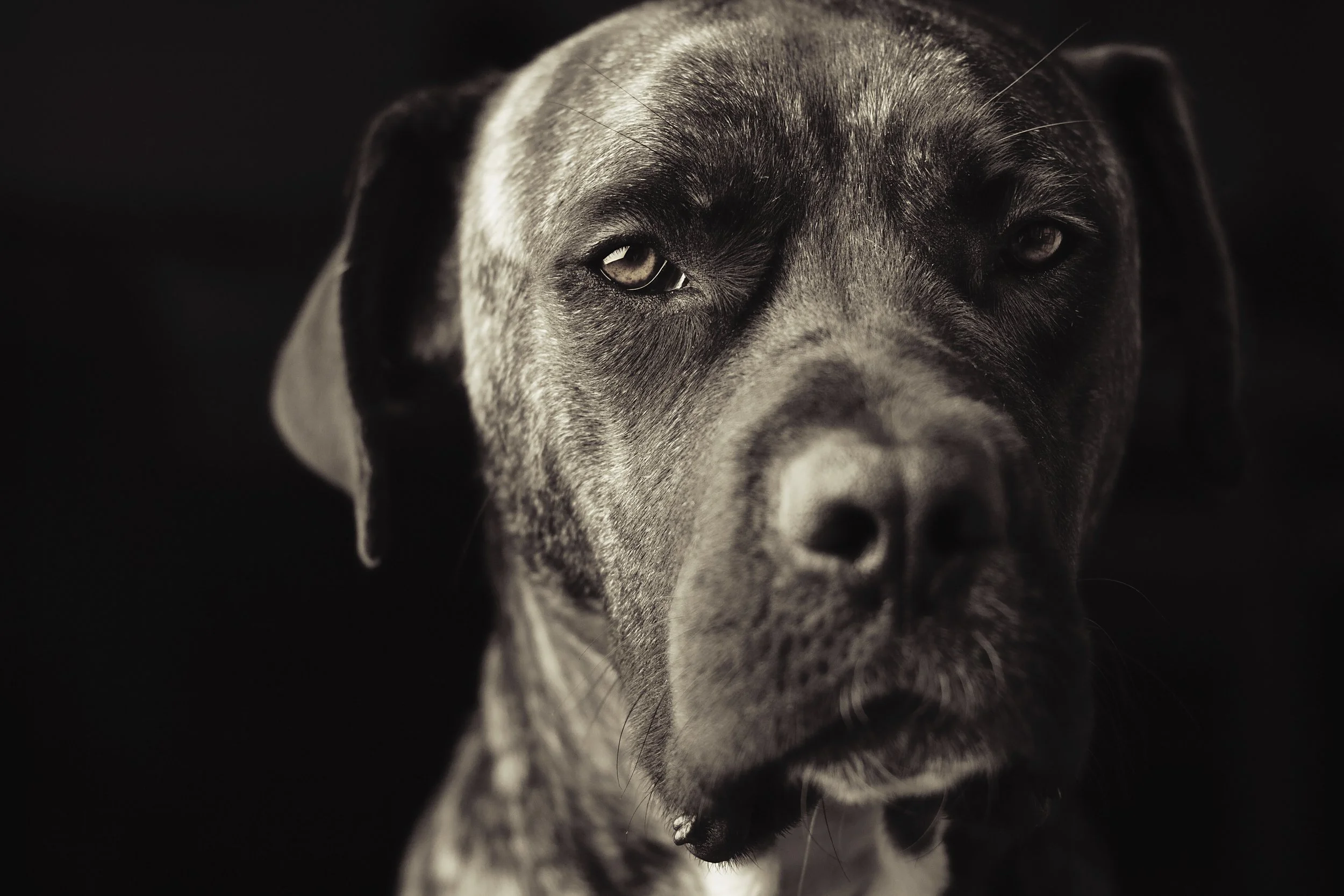 Close-up of a black and gray dog's face, with one eye partly open and a dark background.
