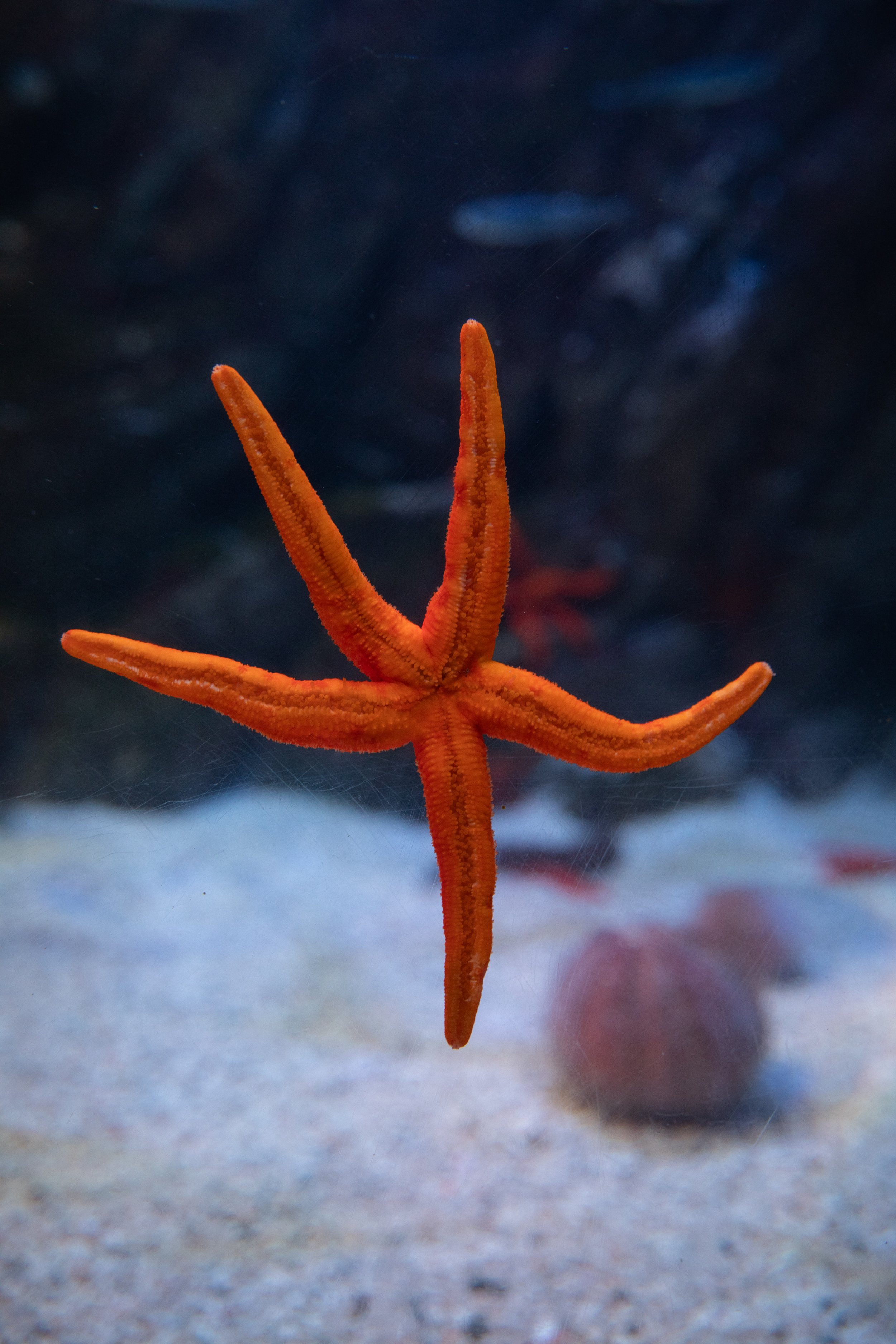 A close-up of a bright orange starfish attached to an underwater surface with a blurred background.
