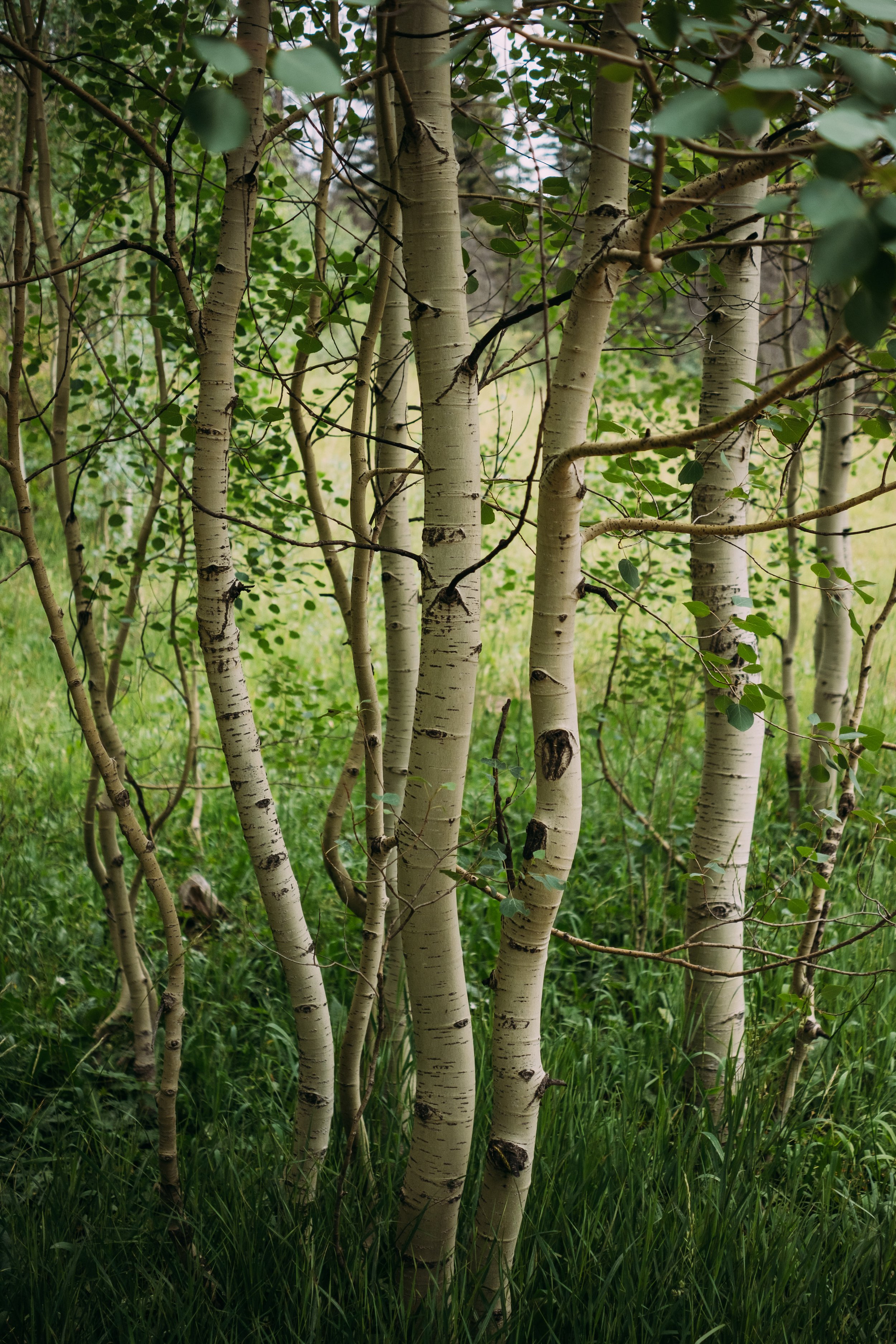 Multiple white-barked aspen trees with green leaves and grass underneath.