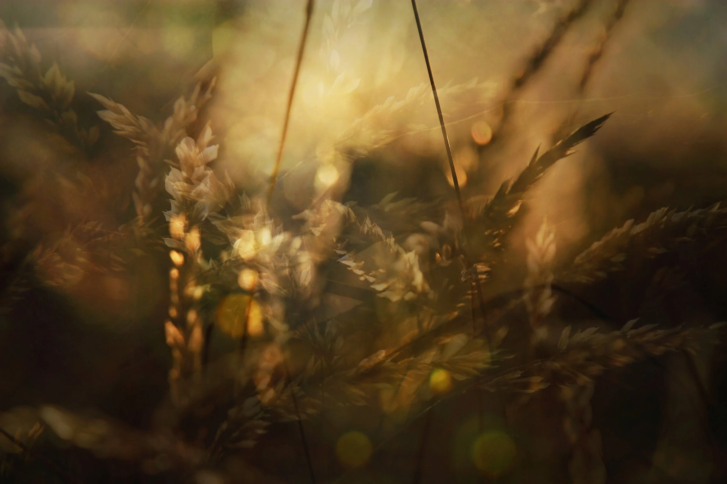 Close-up of wild grass and plants illuminated by warm sunlight, creating a soft, glowing bokeh effect.