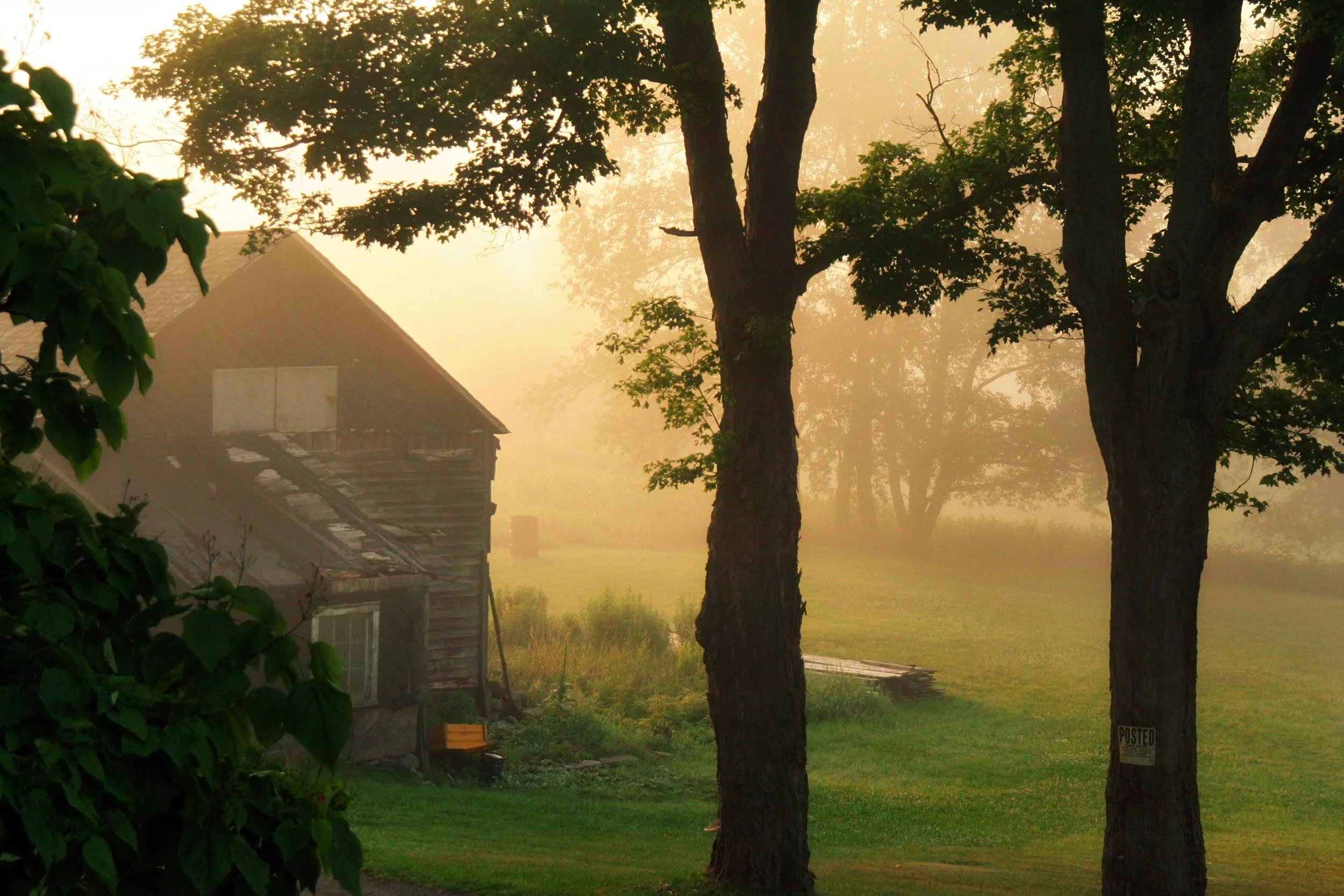 A rural scene with two large trees, a small wooden house with a steep roof, and a bench in the yard, all bathed in soft, golden sunlight through morning fog.