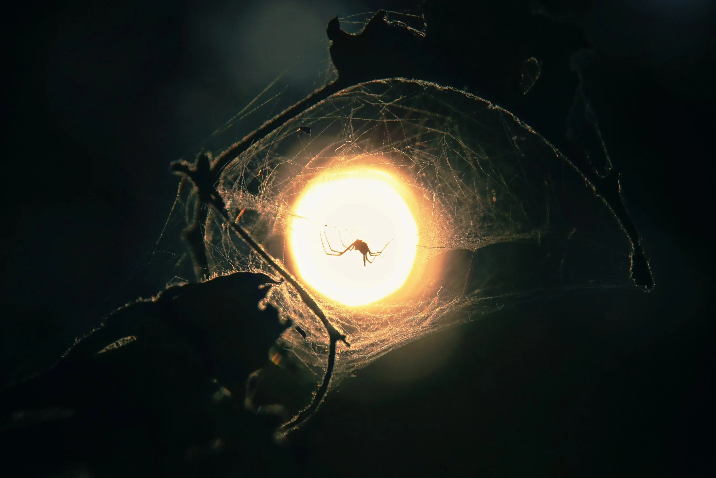 A spider hanging from a web illuminated by a bright light source behind it, creating a glowing effect with dark surroundings.