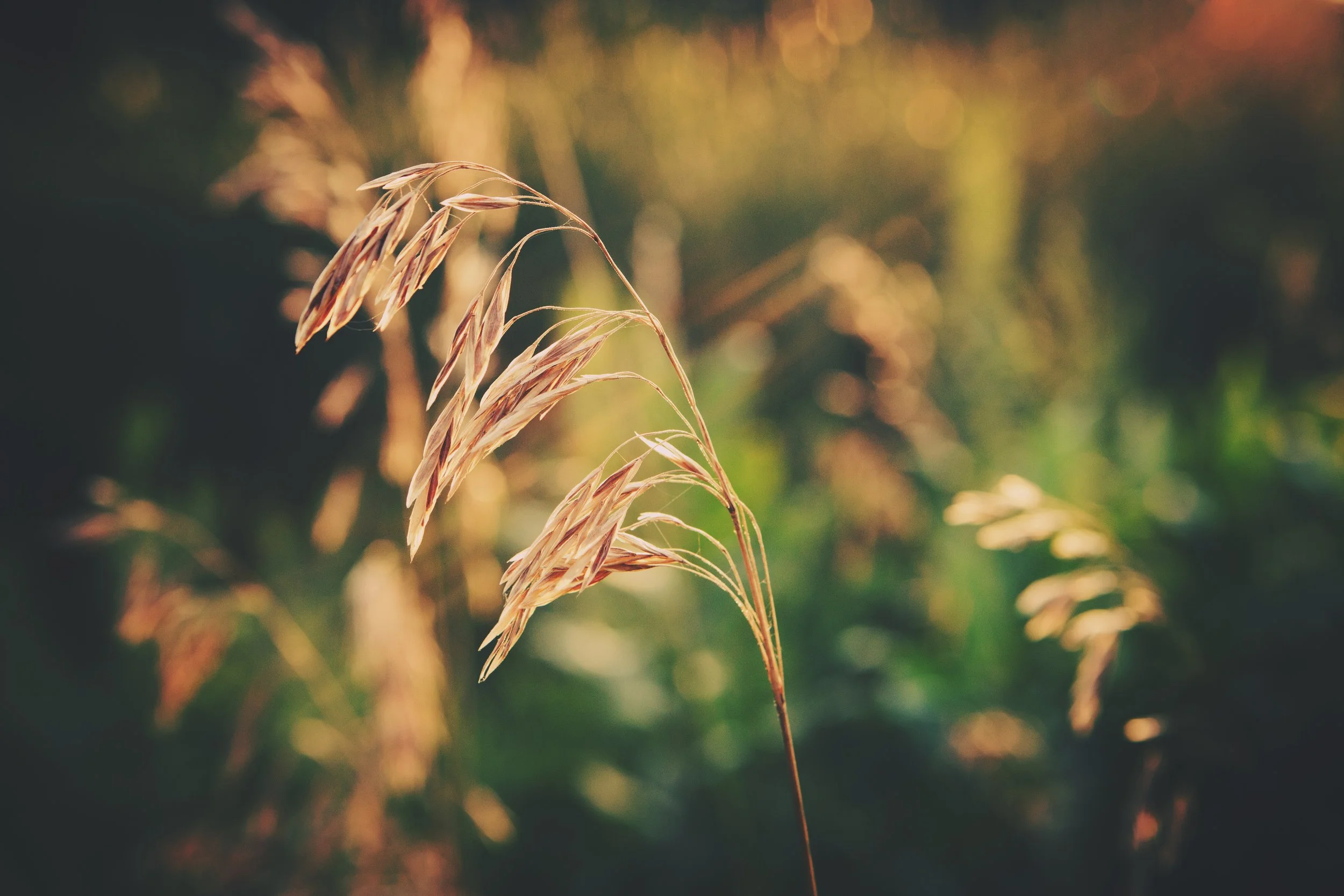 Close-up of dried grass stalks against a blurred background of green and orange hues.