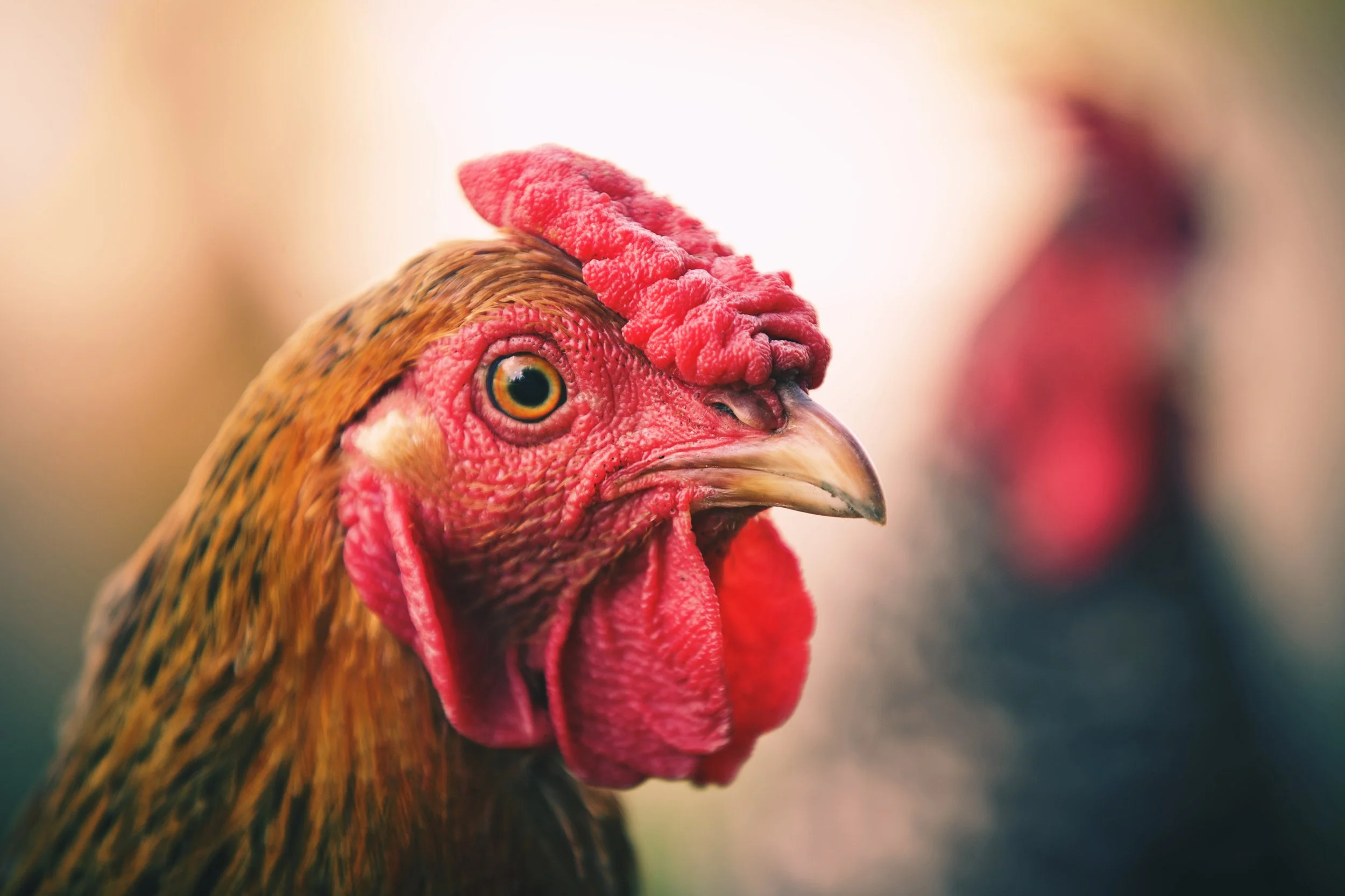 Close-up of a rooster's head, showing its bright red comb, wattle, and colorful feathers.
