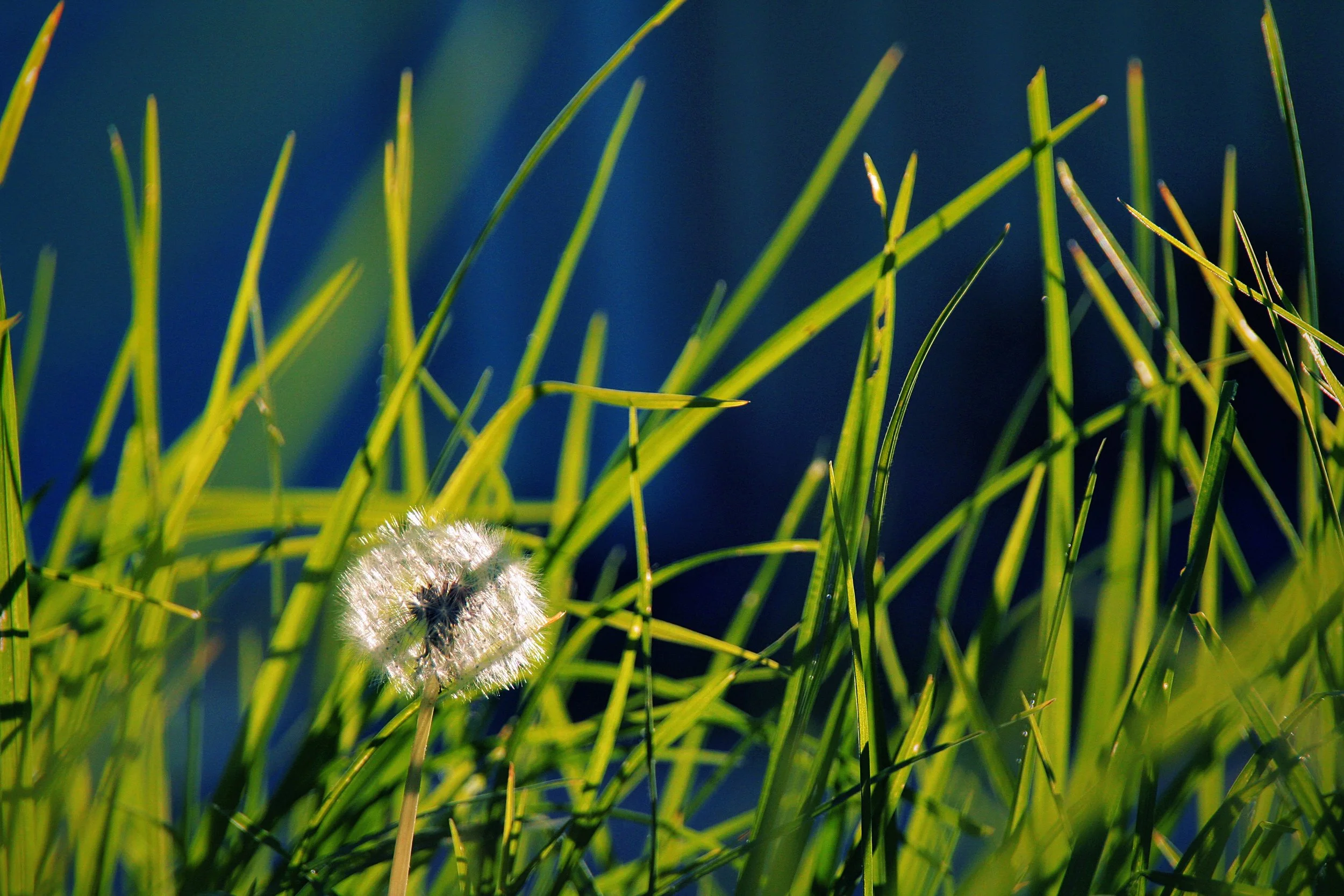 Close-up of green grass blades with a dandelion seed head at the bottom, against a dark blue background.