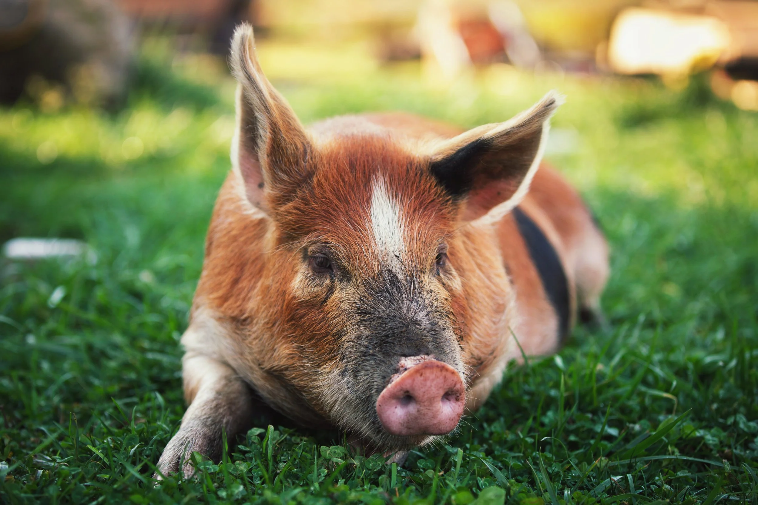 A pig lying down on green grass in a sunny outdoor setting.