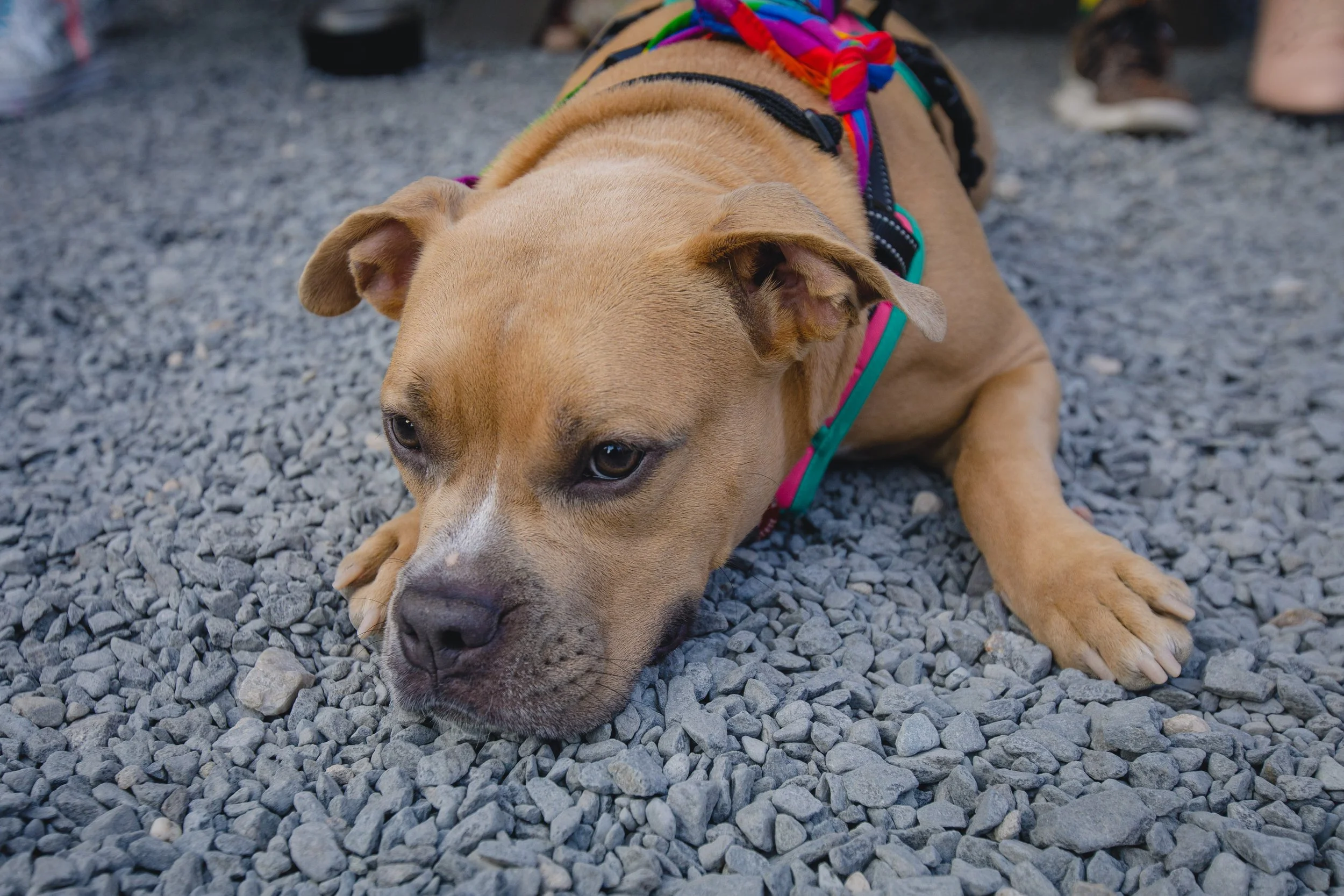 A tan dog with a black nose and brown eyes lying on gray gravel, wearing a colorful harness and a multicolored bandana around its neck.