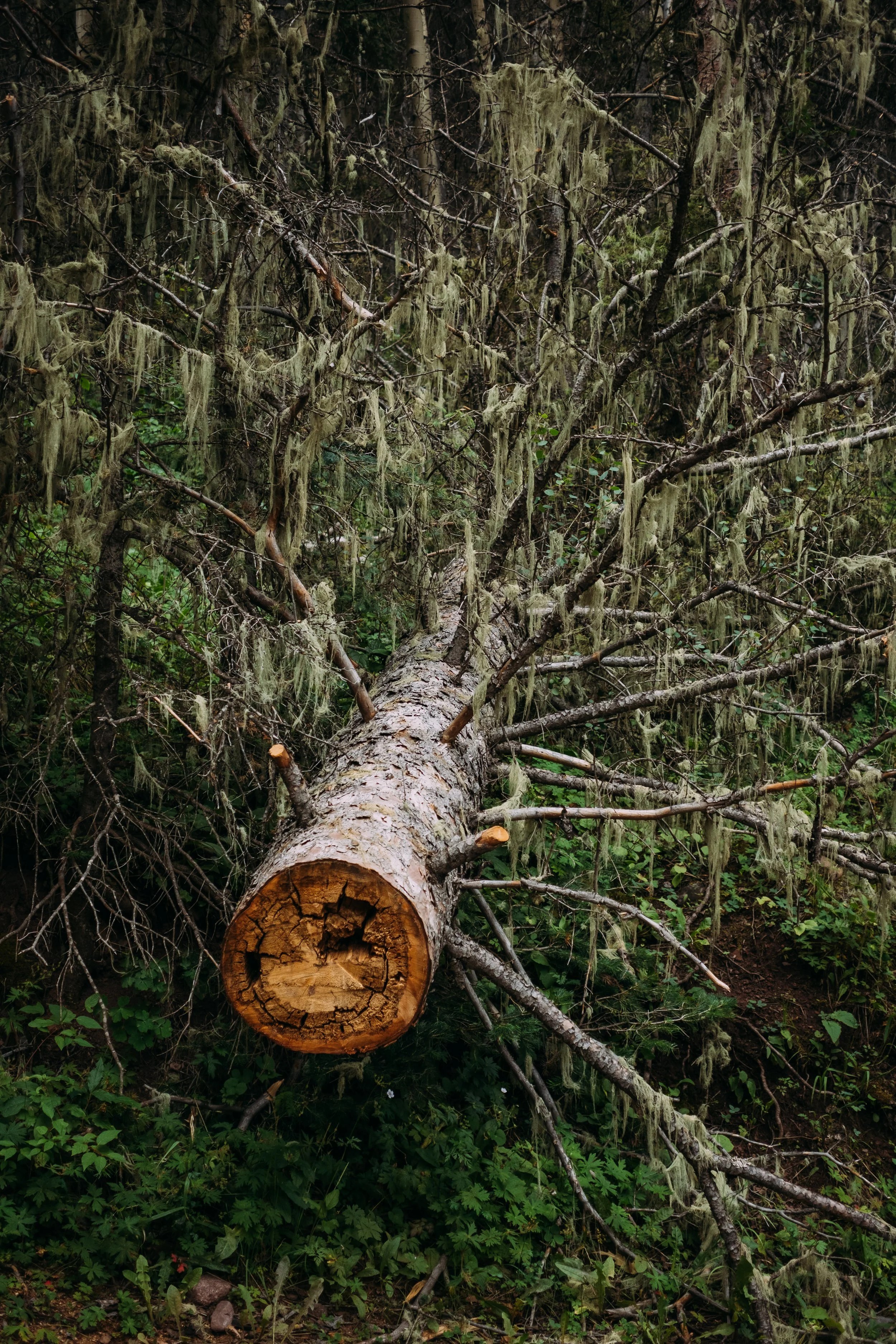 Fallen tree in dense forest, with moss and greenery surrounding it.