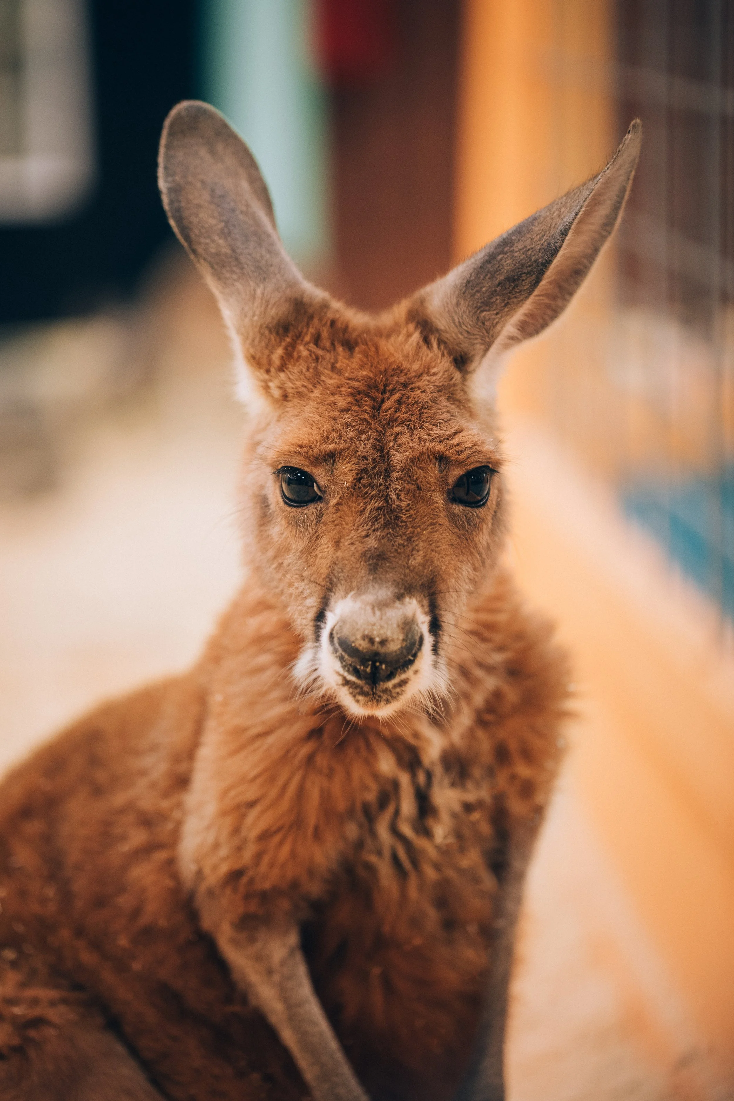 A young kangaroo with large ears and light brown fur, looking directly at the camera.