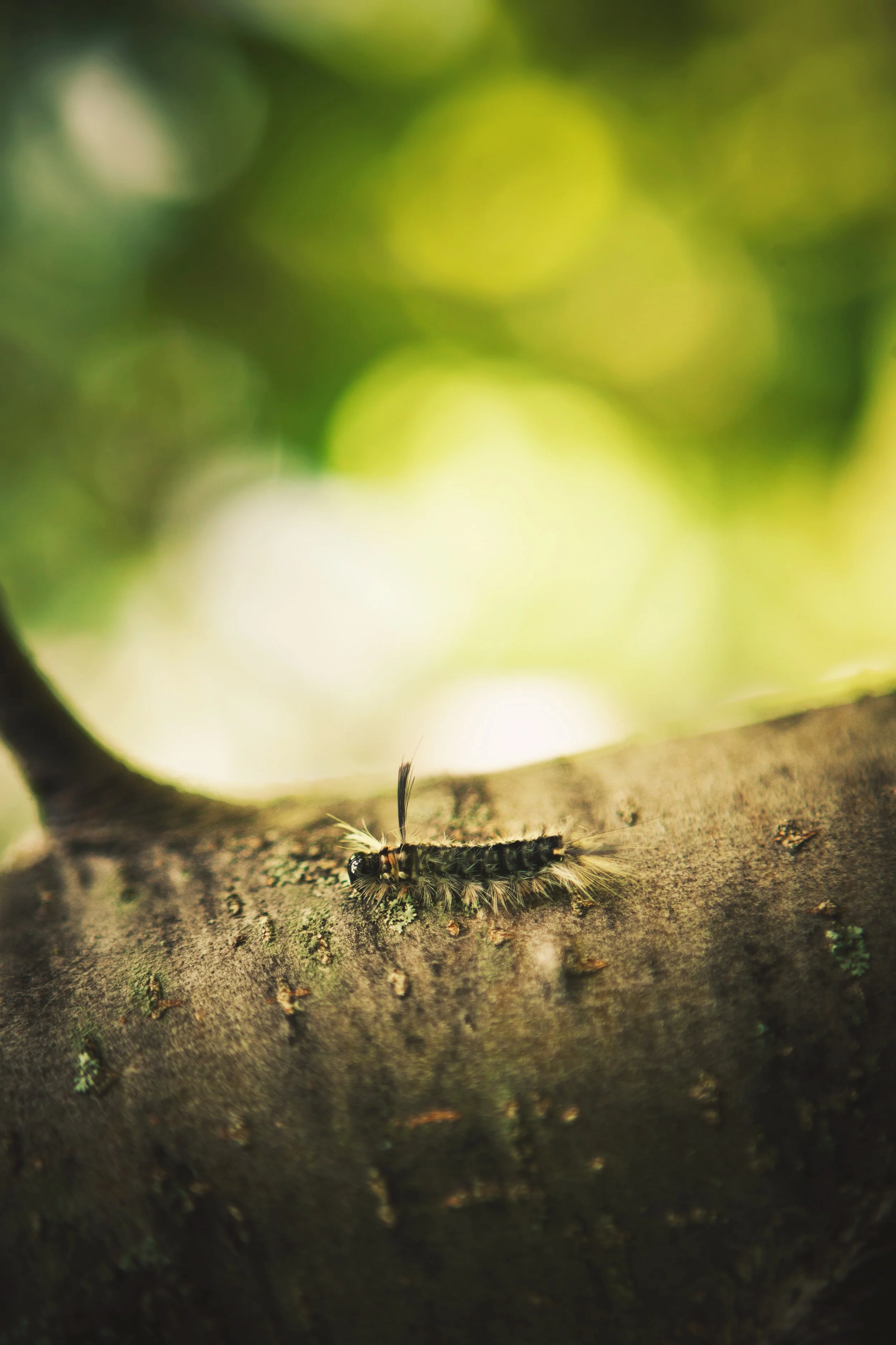 Close-up of a caterpillar on a tree trunk with blurred green foliage in the background.