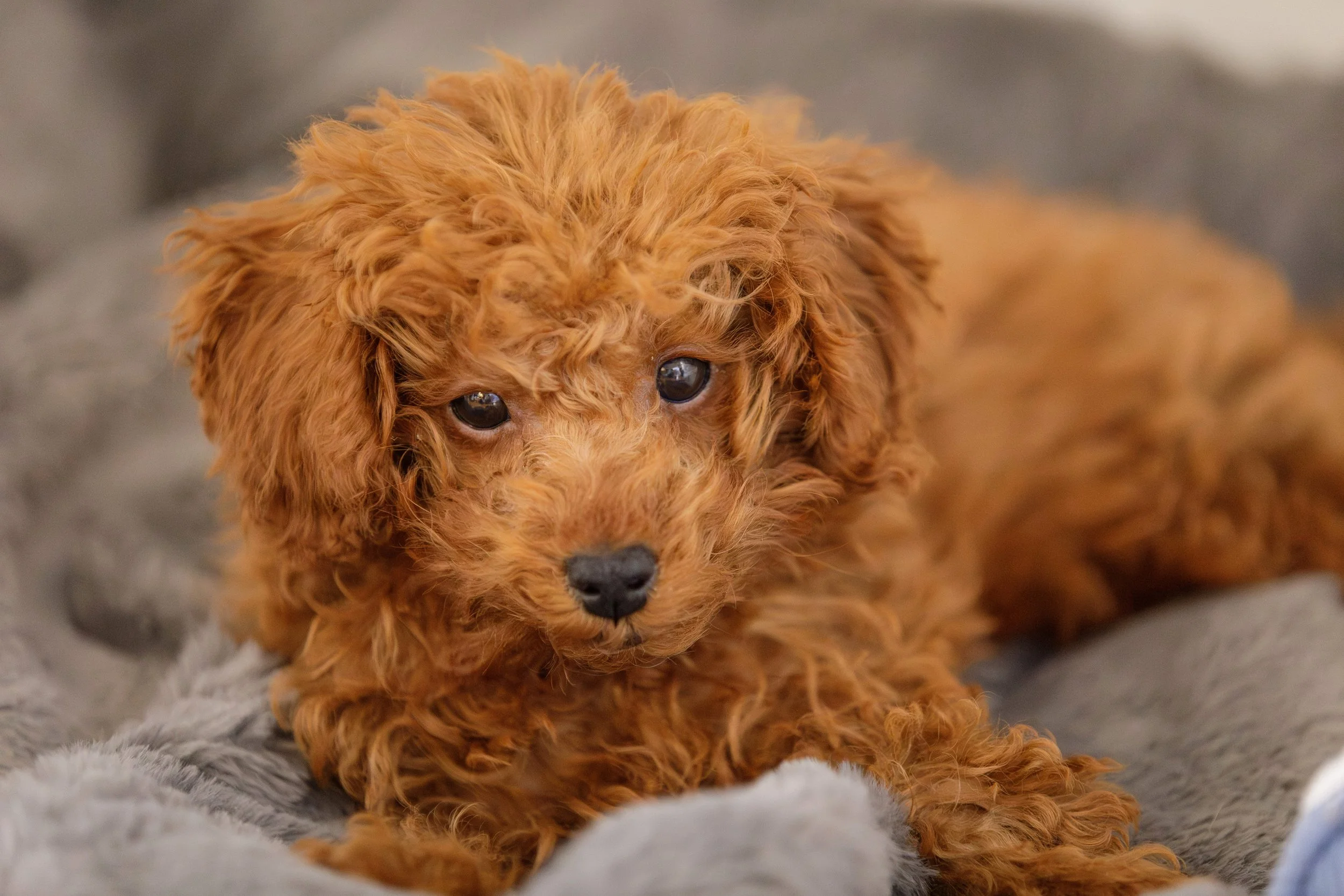 A close-up of a small, curly-haired, reddish-brown puppy with dark eyes, sitting on a soft, gray blanket.