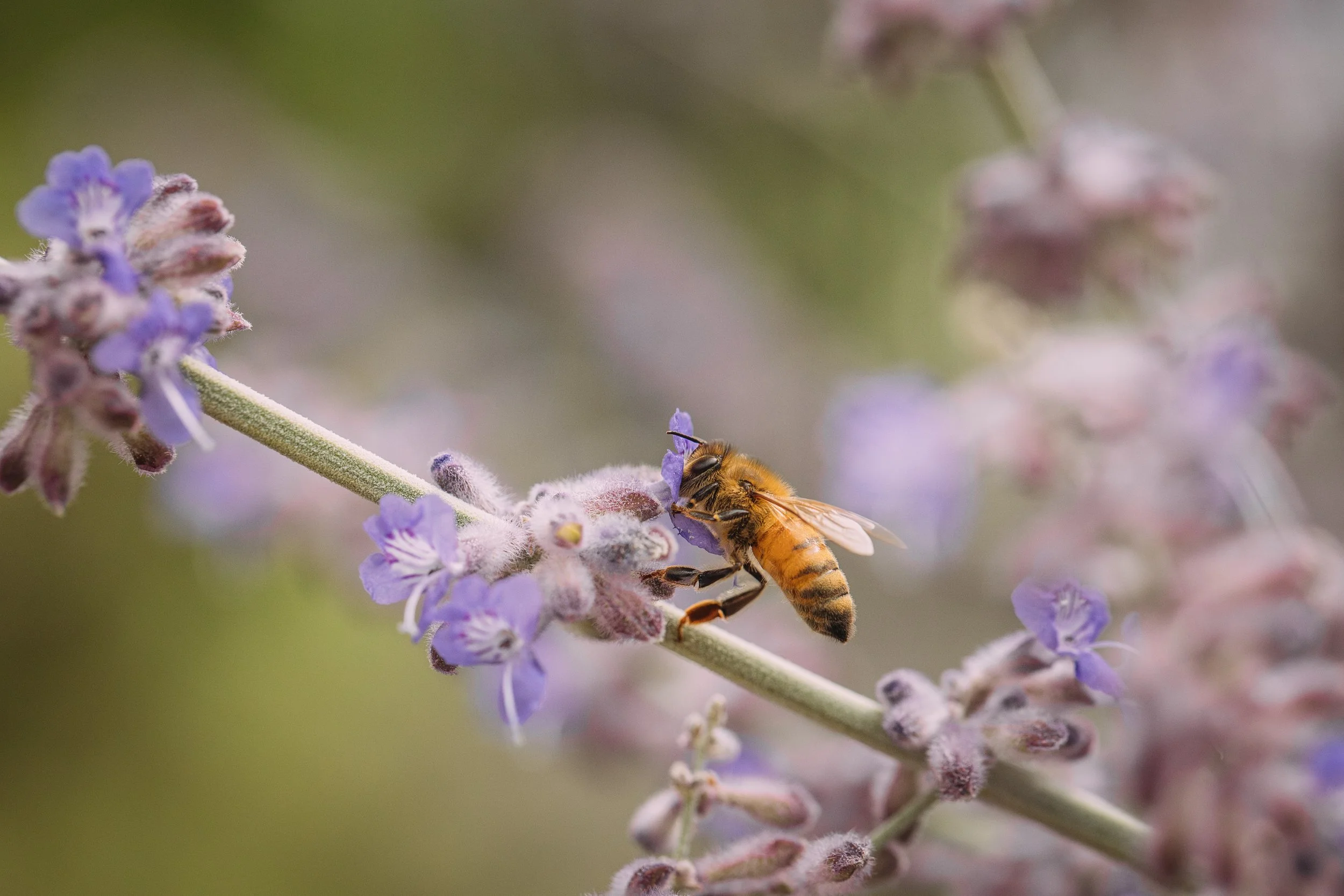 Close-up of a bee perched on purple flowering plant with green blurred background.