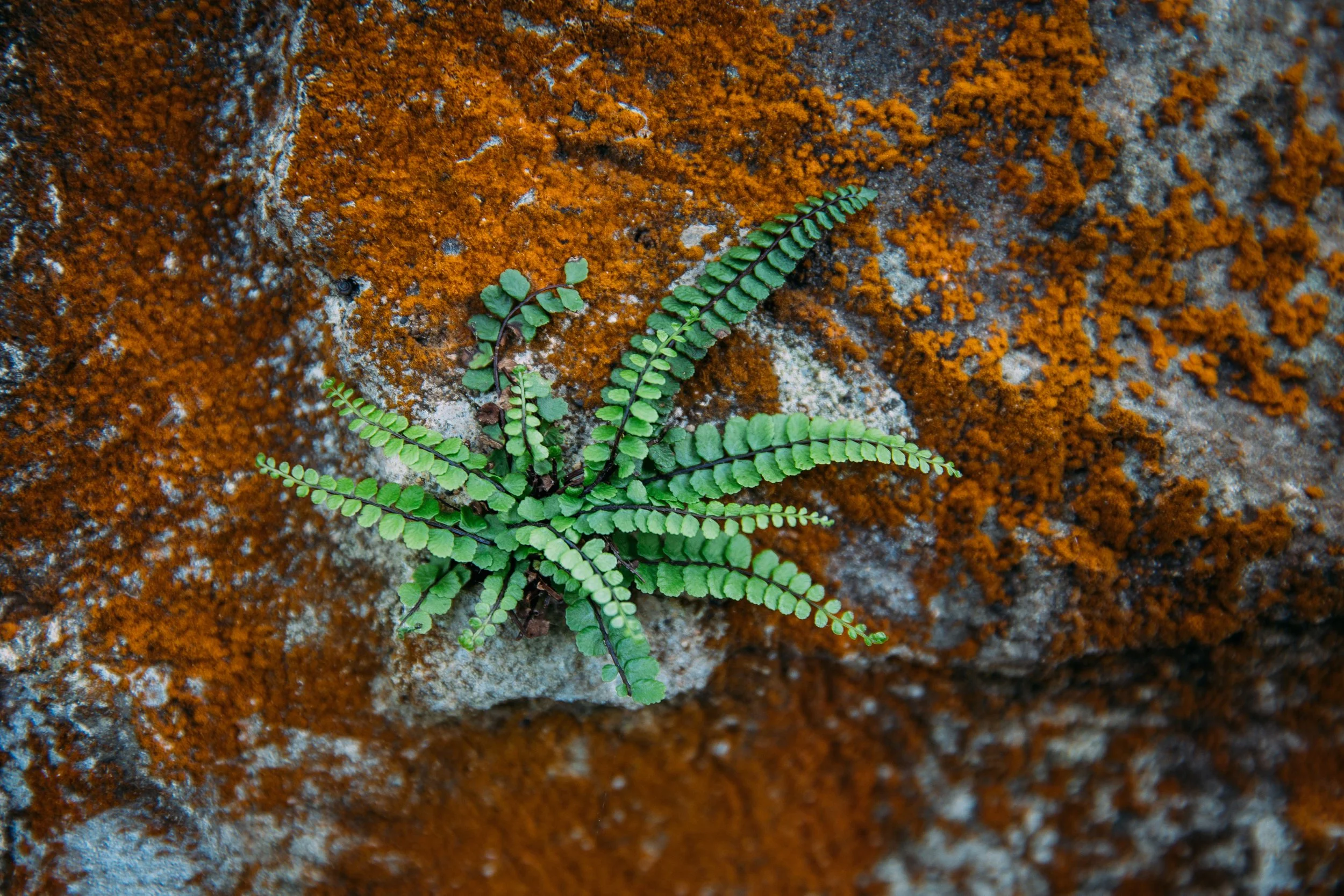 Close-up of green fern leaves growing on a rock covered with orange lichen.