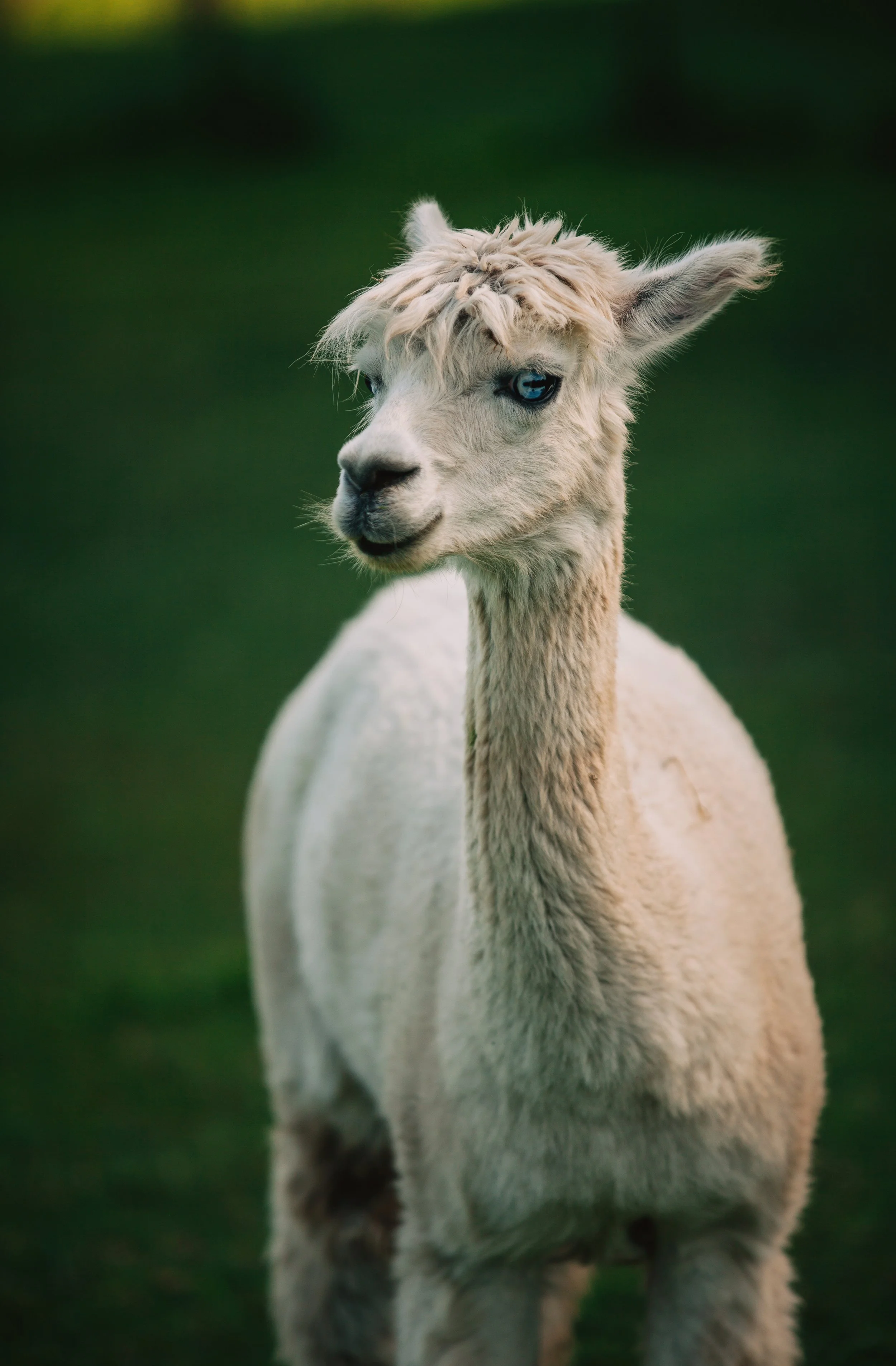 Close-up of a white llama with blue eyes standing on green grass.