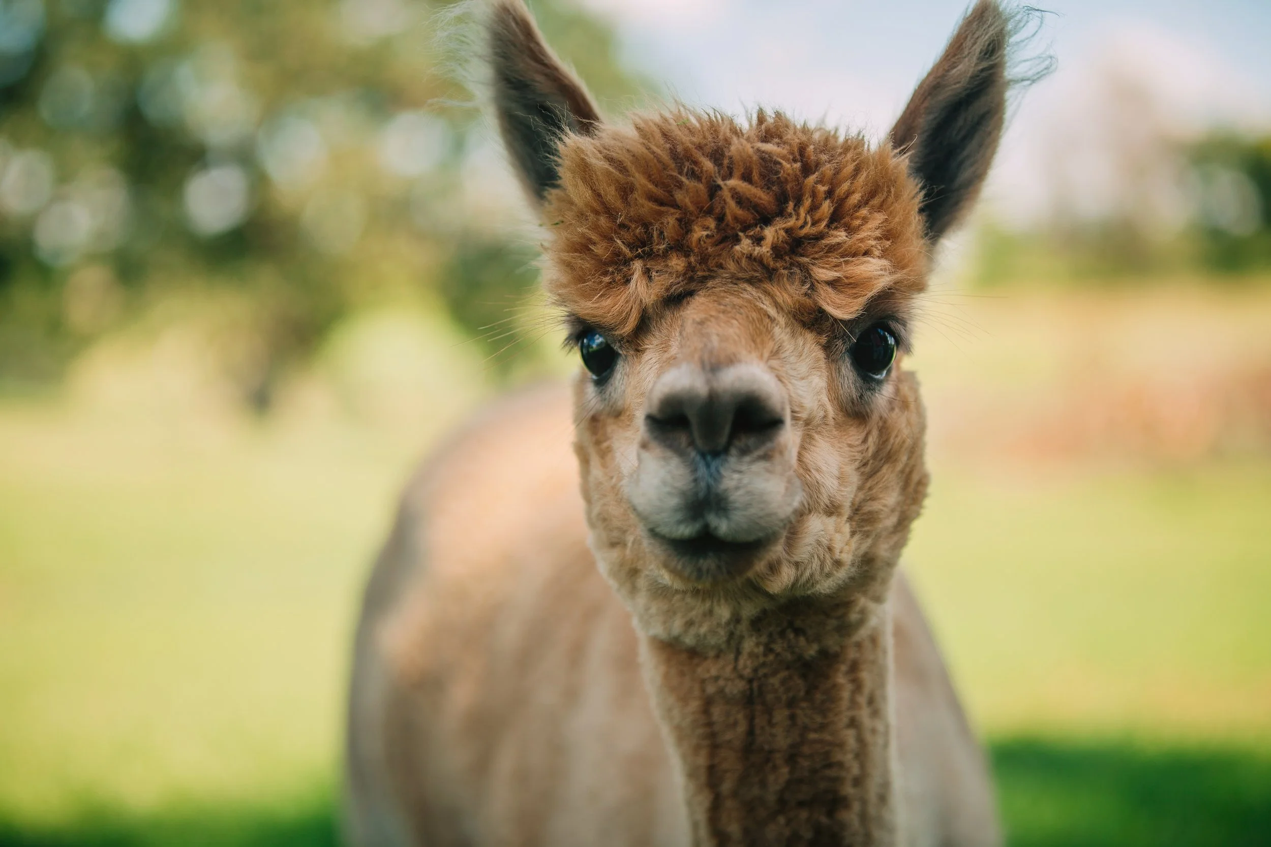 Close-up of a baby alpaca with brown and tan fur, standing outdoors in a green, natural environment.