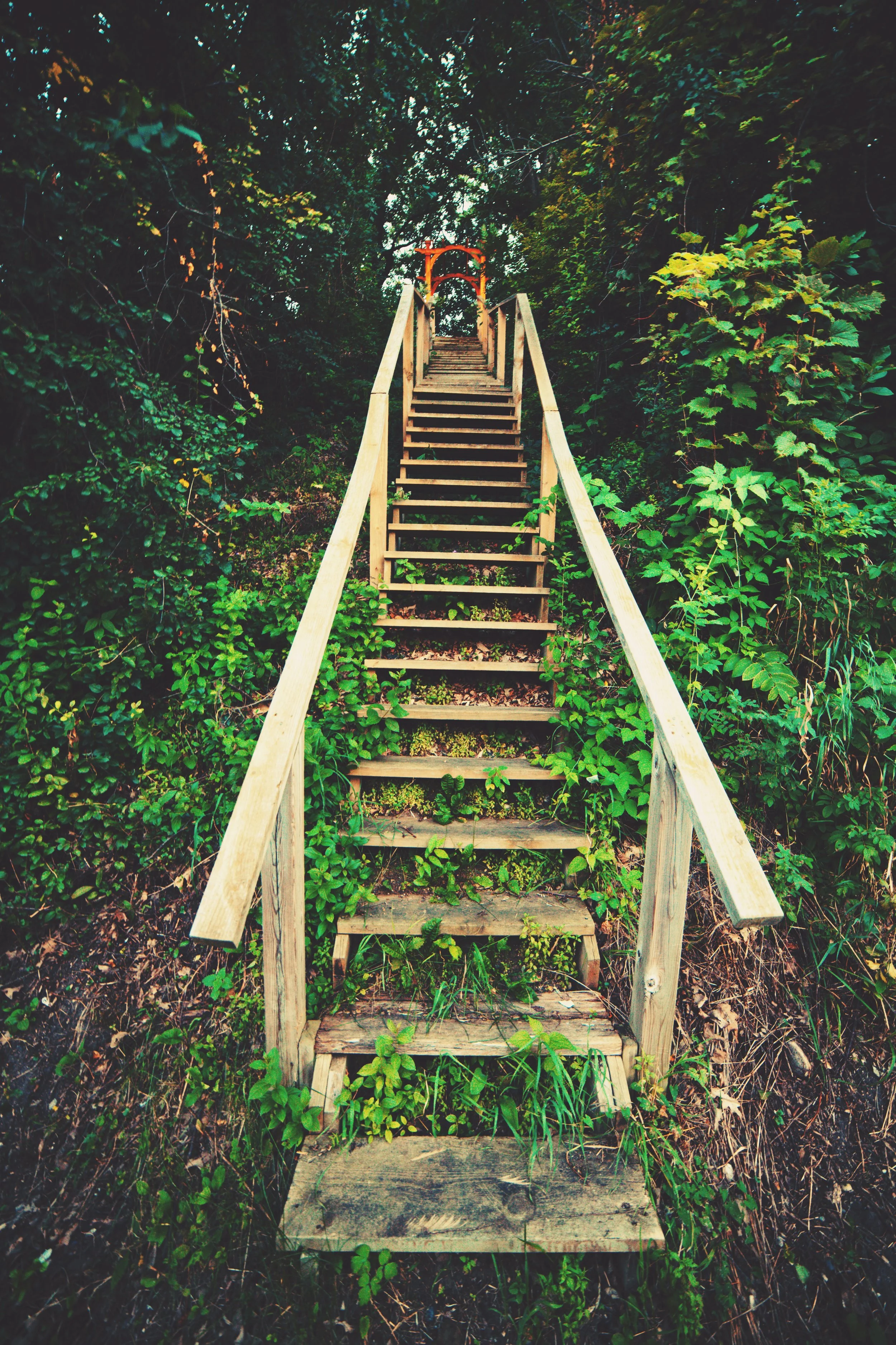 A wooden staircase with handrails on both sides leads up a small hill into a dense forest area with lush green foliage.