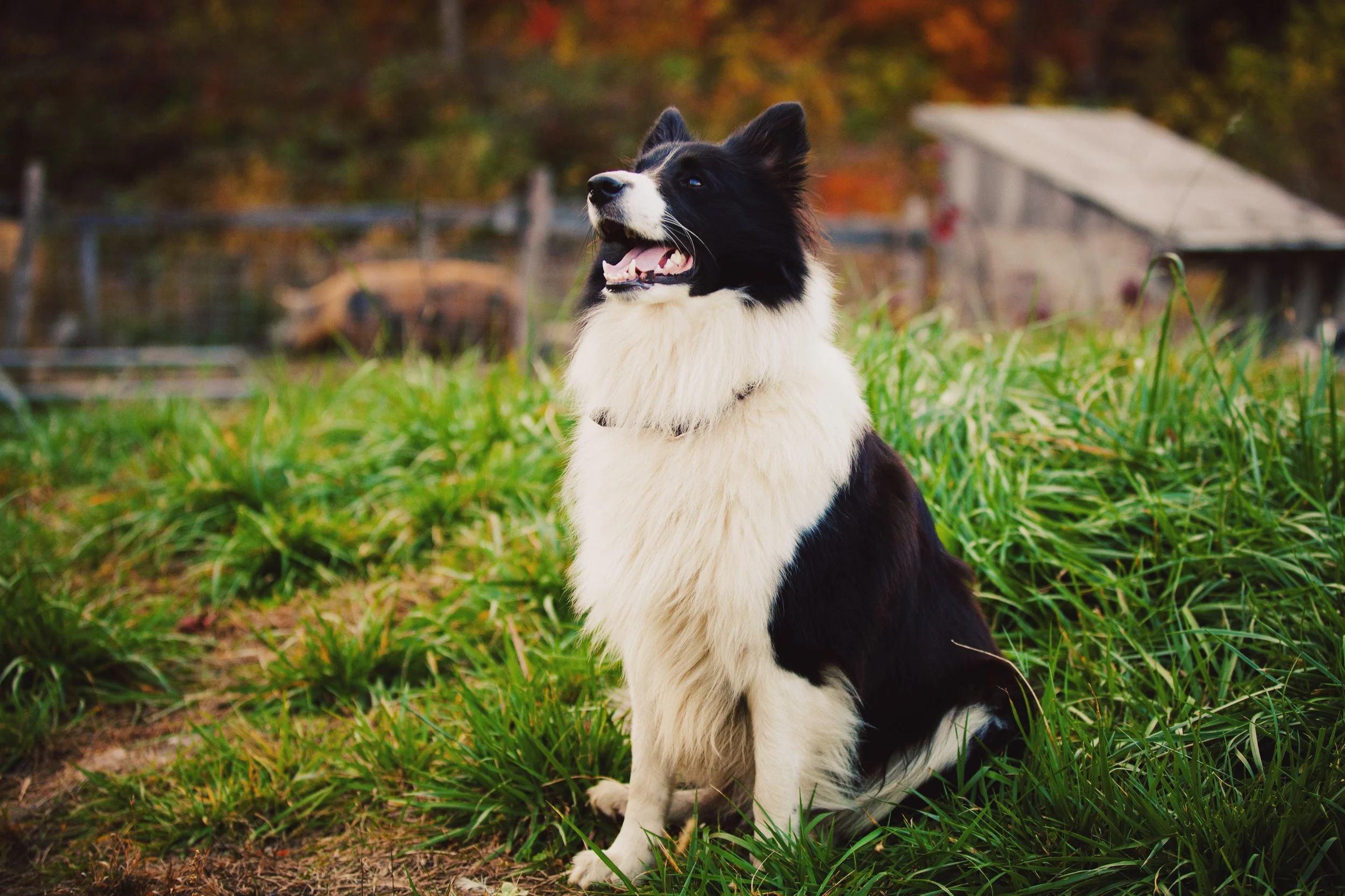 A black and white Border Collie dog sitting outdoors in a grassy area with trees and a small structure in the background.