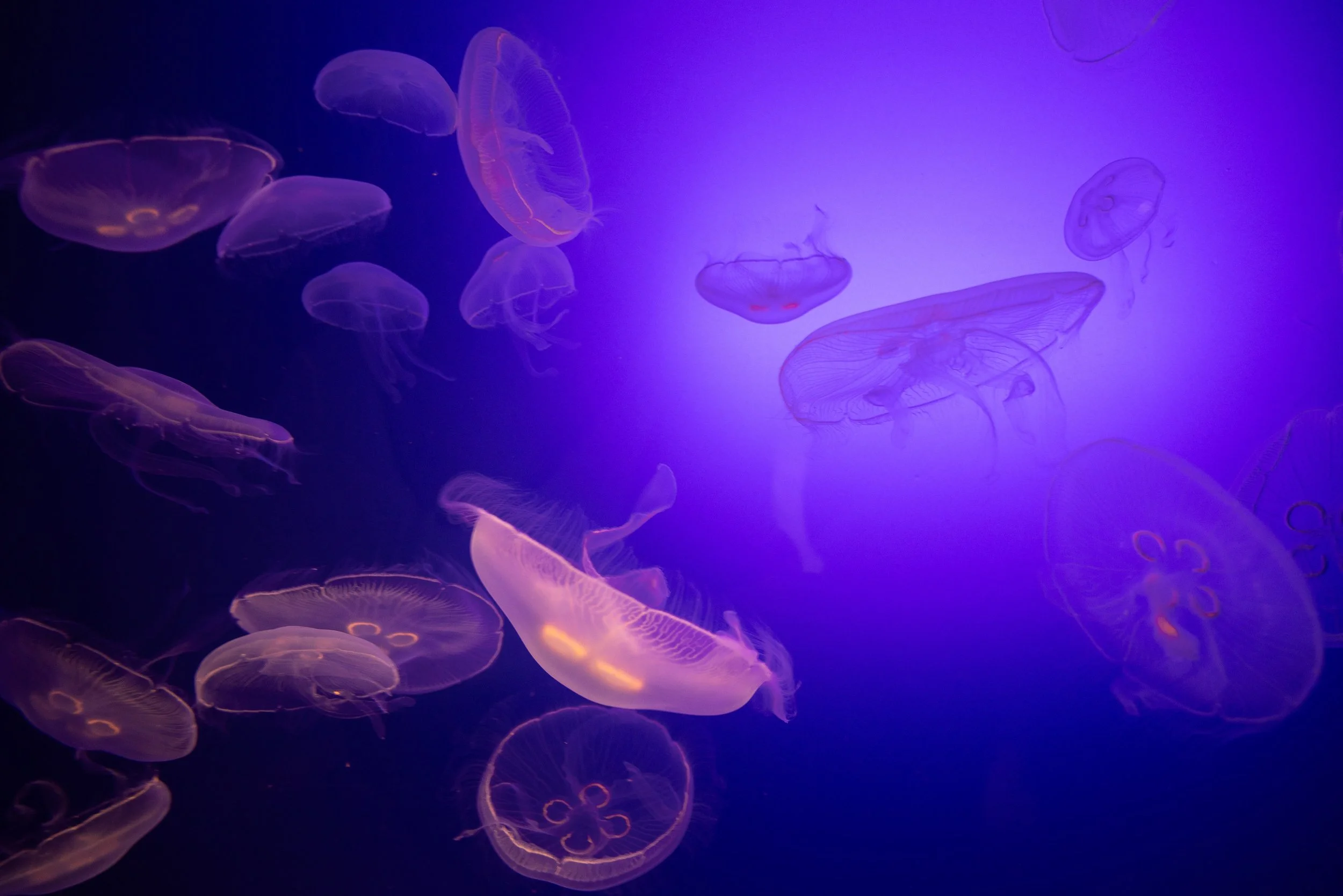 Bioluminescent jellyfish floating in a dark blue ocean