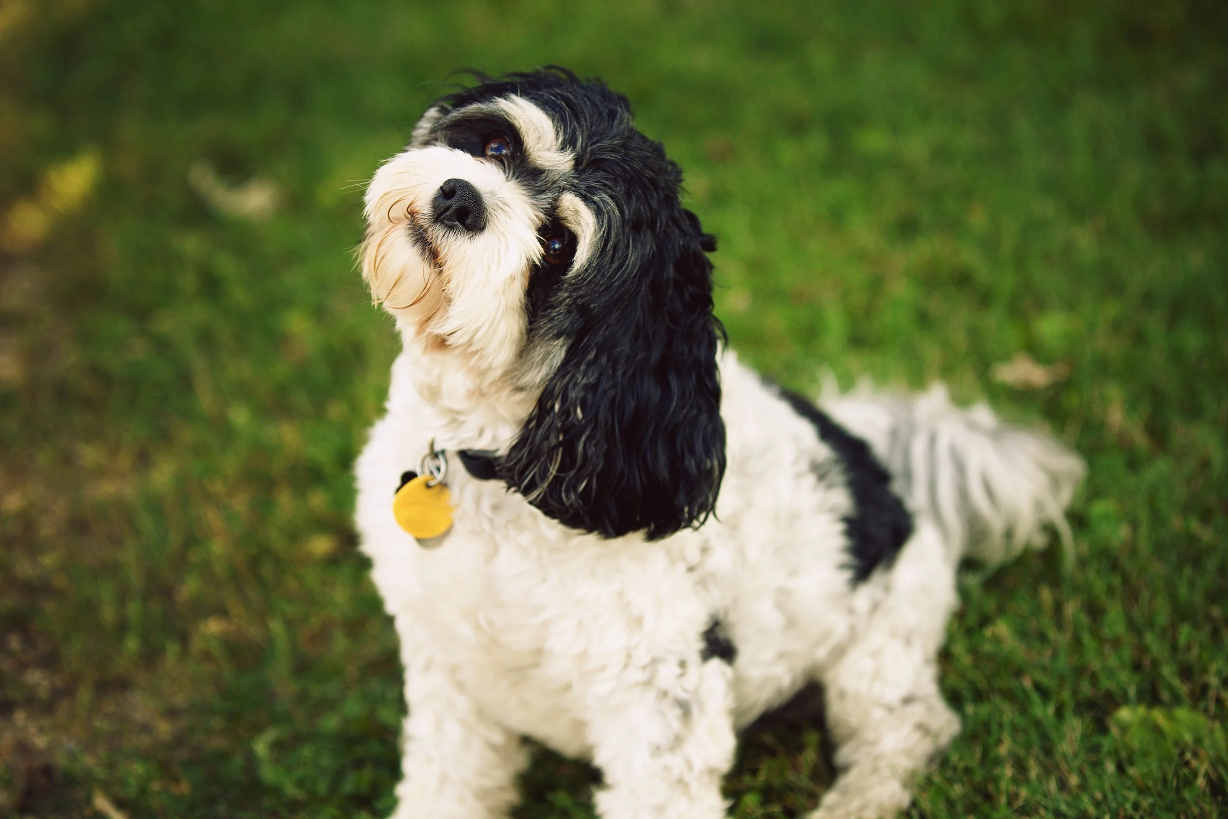 A black and white fluffy dog with curly fur sitting on grass, looking at the camera with a slight tilt of the head.