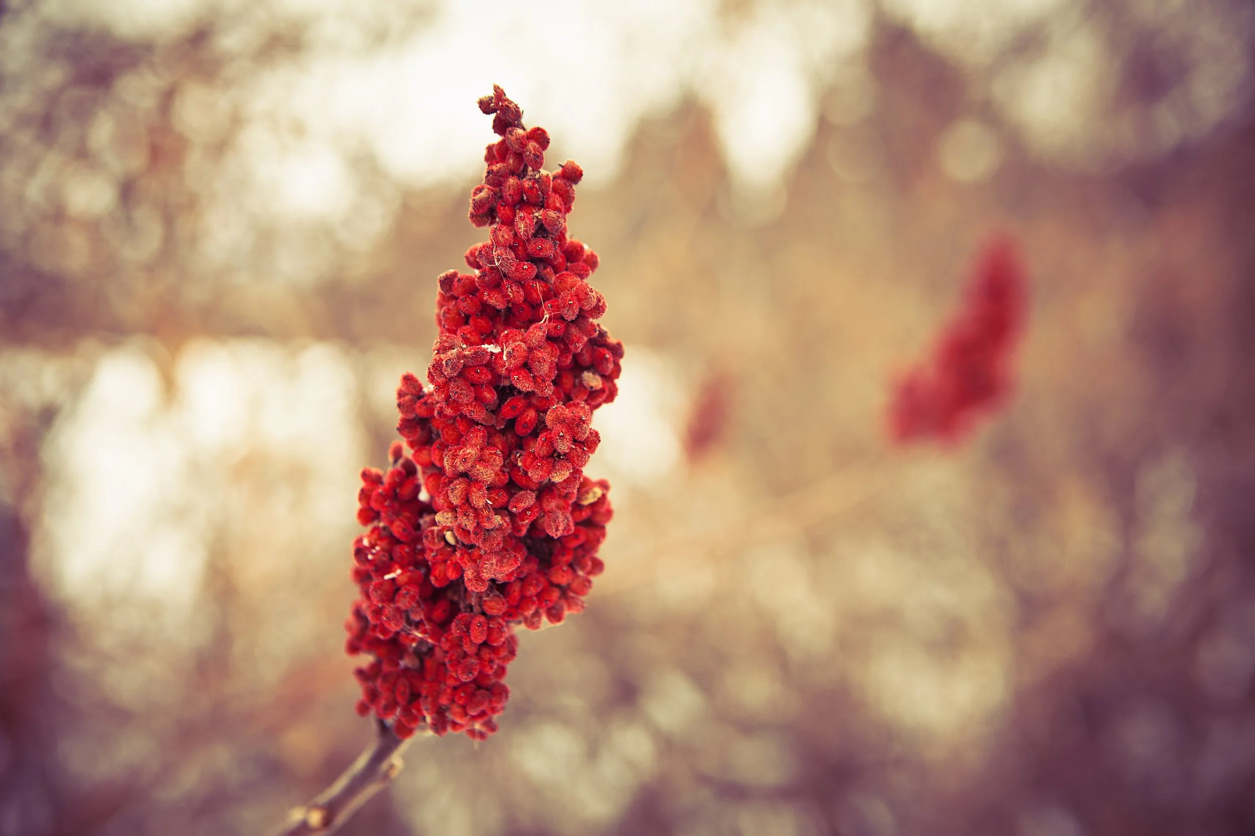 Close-up of a red flower cluster on a branch with a blurred neutral background.