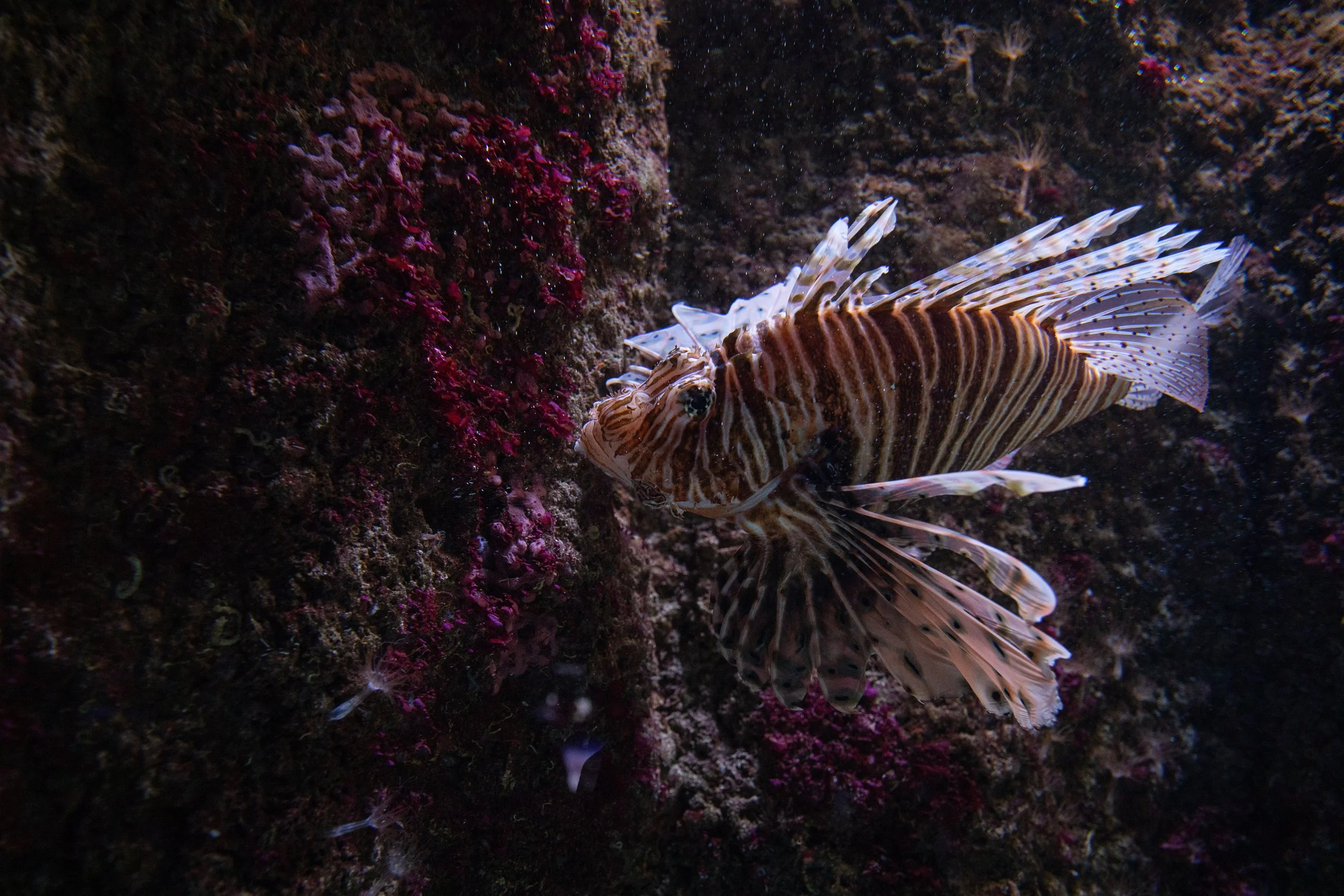 A close-up of a lionfish on a coral reef, featuring its striped body, long fins, and spines against a dark background with colorful coral.