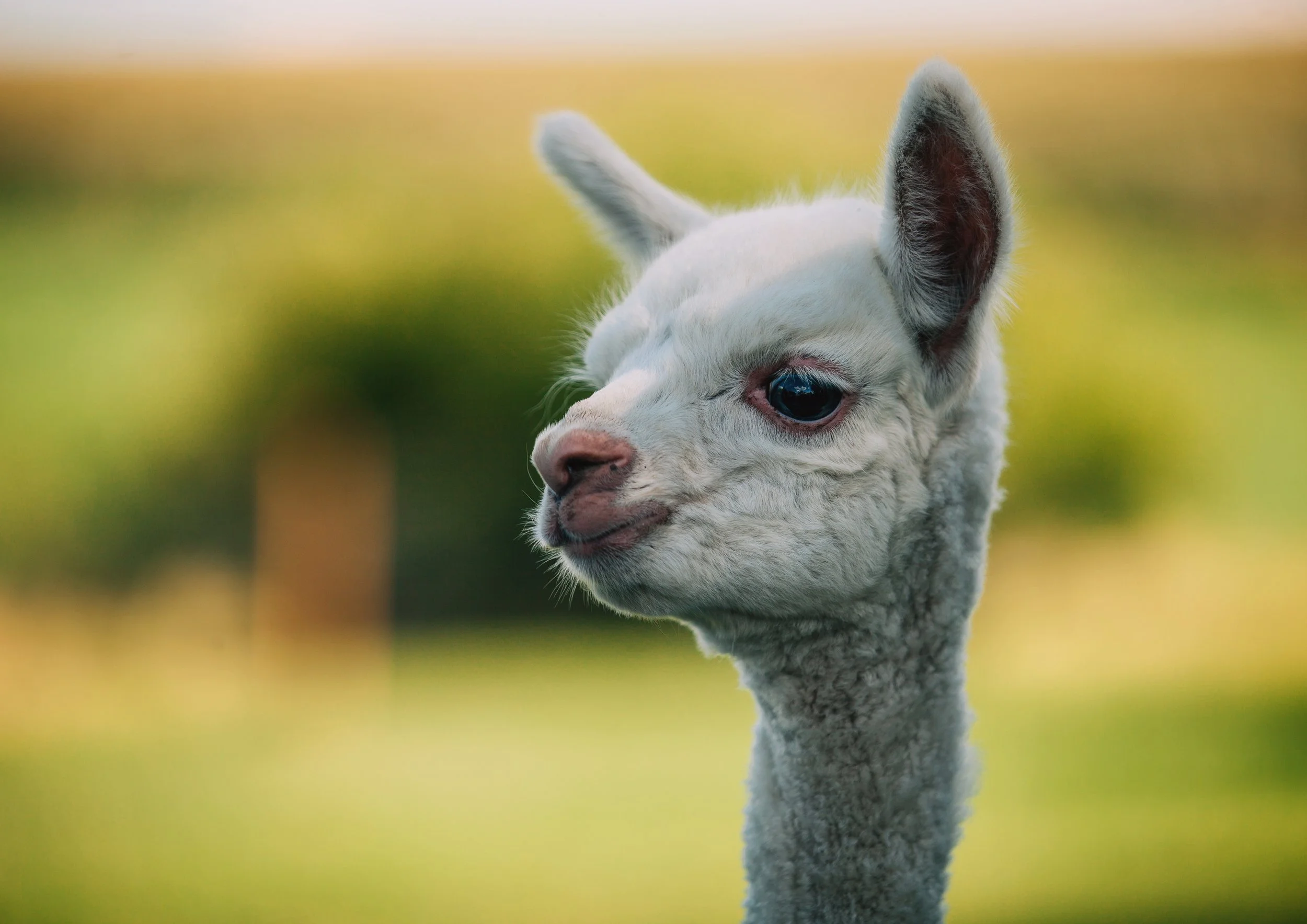Close-up of a white alpaca with one eye visible, standing outdoors with blurry yellow and green background.