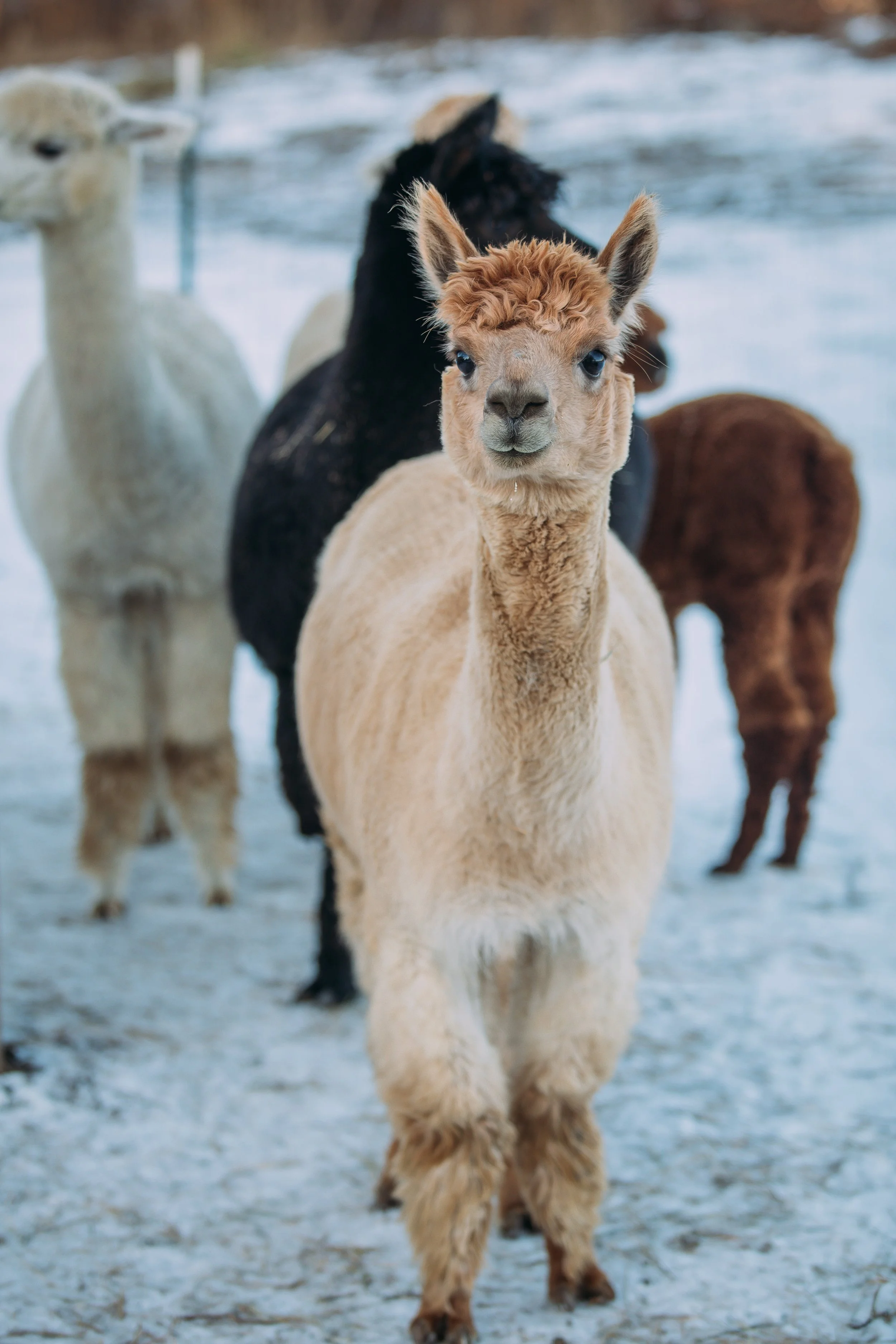 A group of alpacas walking on snow-covered ground, with one light-colored alpaca in the front and others behind in different colors including black, white, and brown.