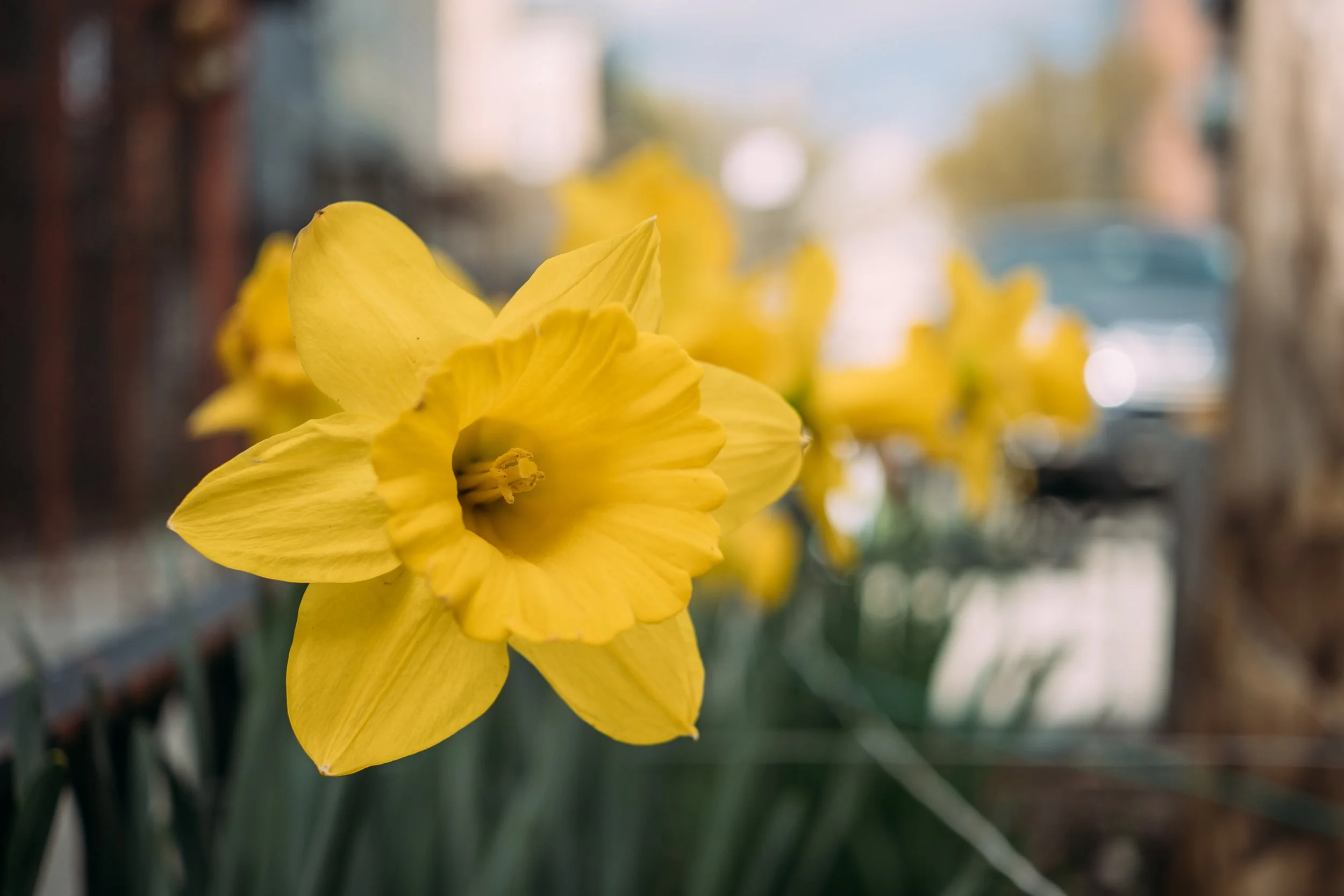 Close-up of bright yellow flowers, likely daffodils, with a blurred background of an outdoor setting.