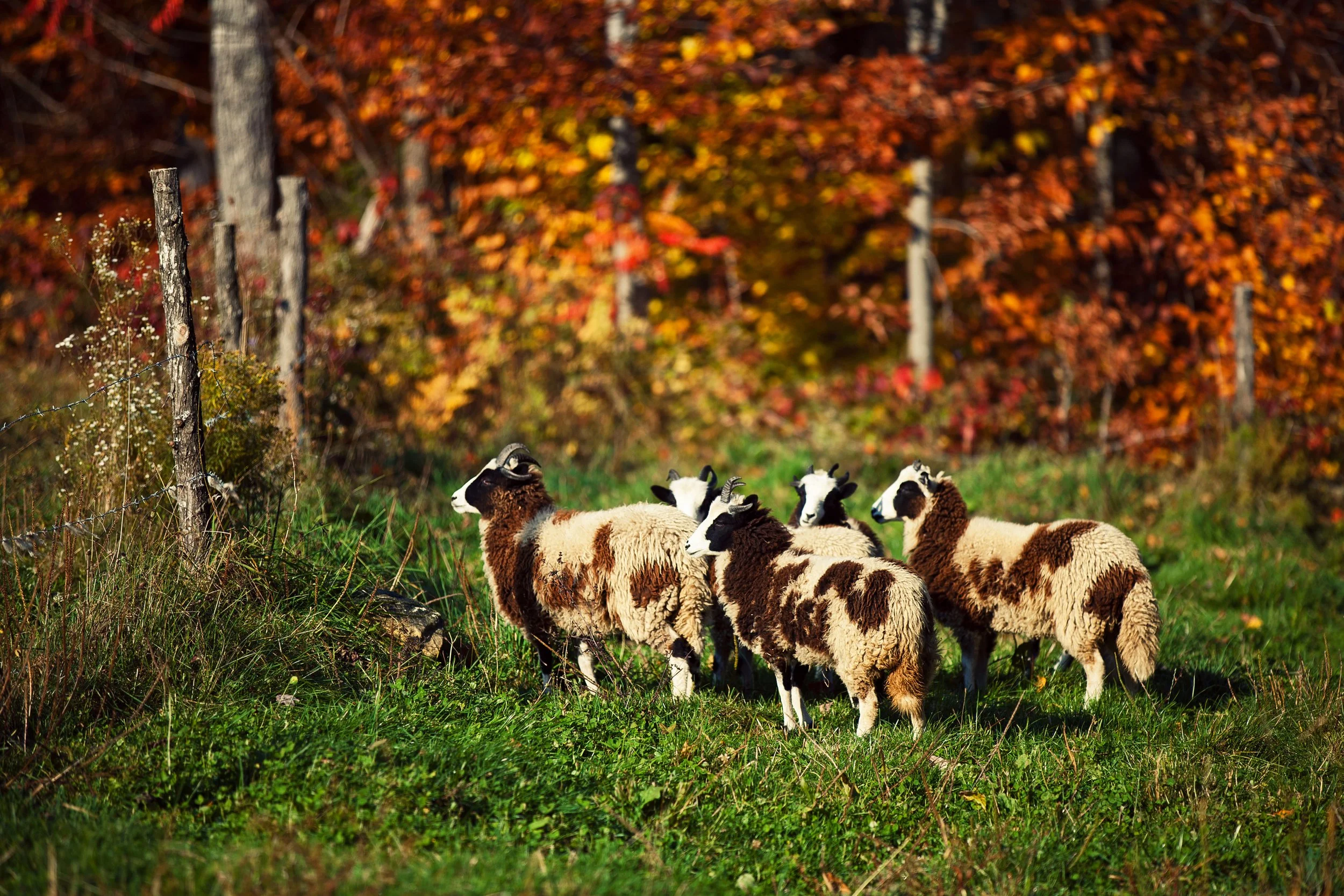 A flock of sheep with black and white faces standing on green grass in front of a background of red, orange, and yellow autumn trees with a fence post on the left side.