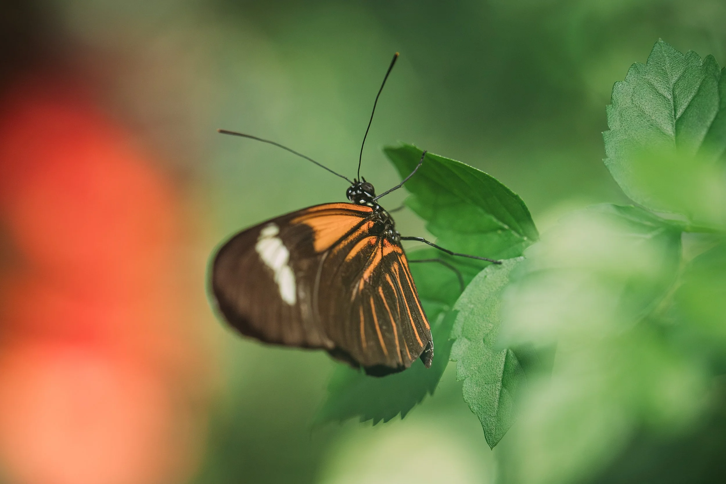 Close-up of a monarch butterfly resting on a green leaf with a blurred background.