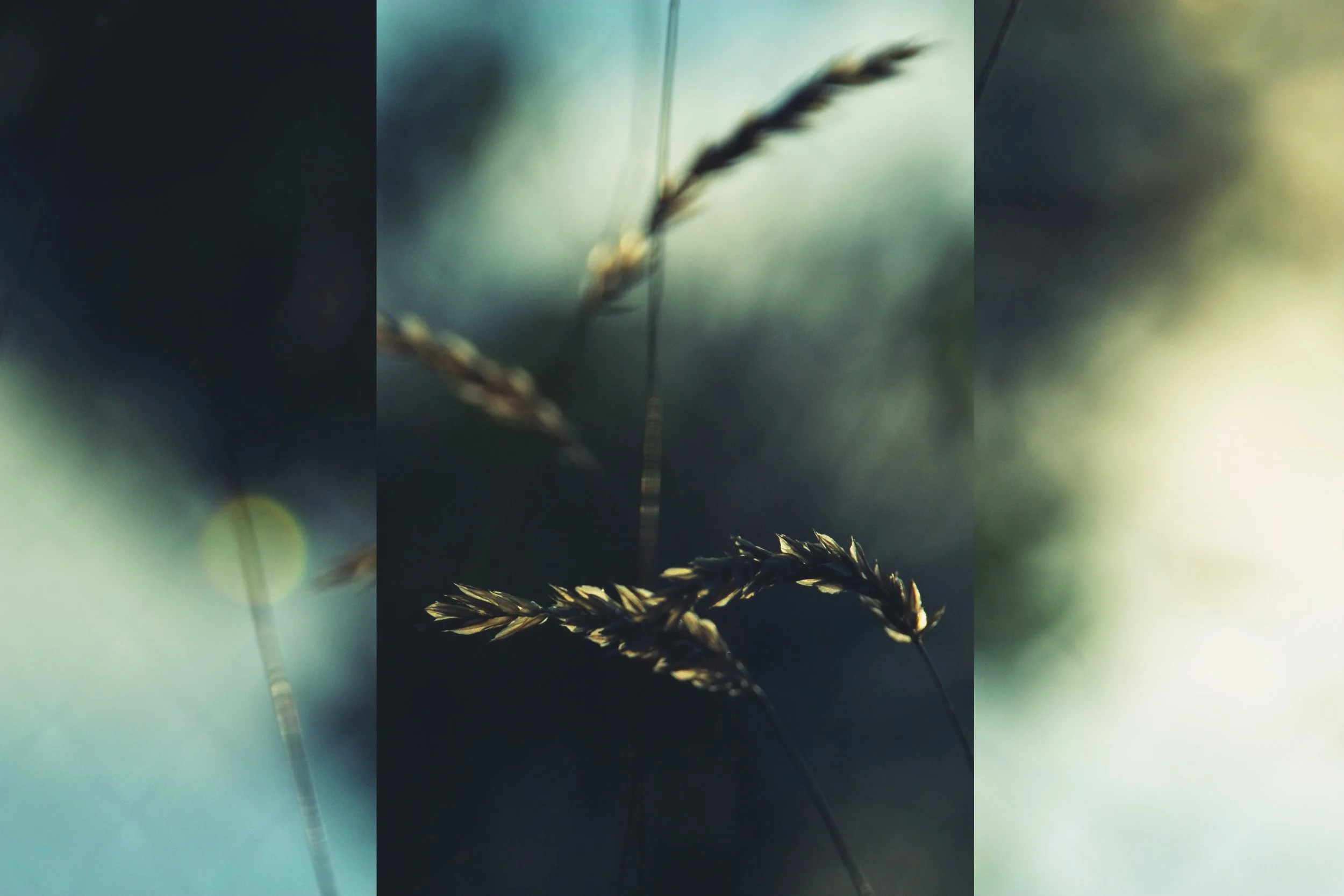 Close-up of dried grass or wheat stalks against a blurred background with a bokeh effect and soft lighting.