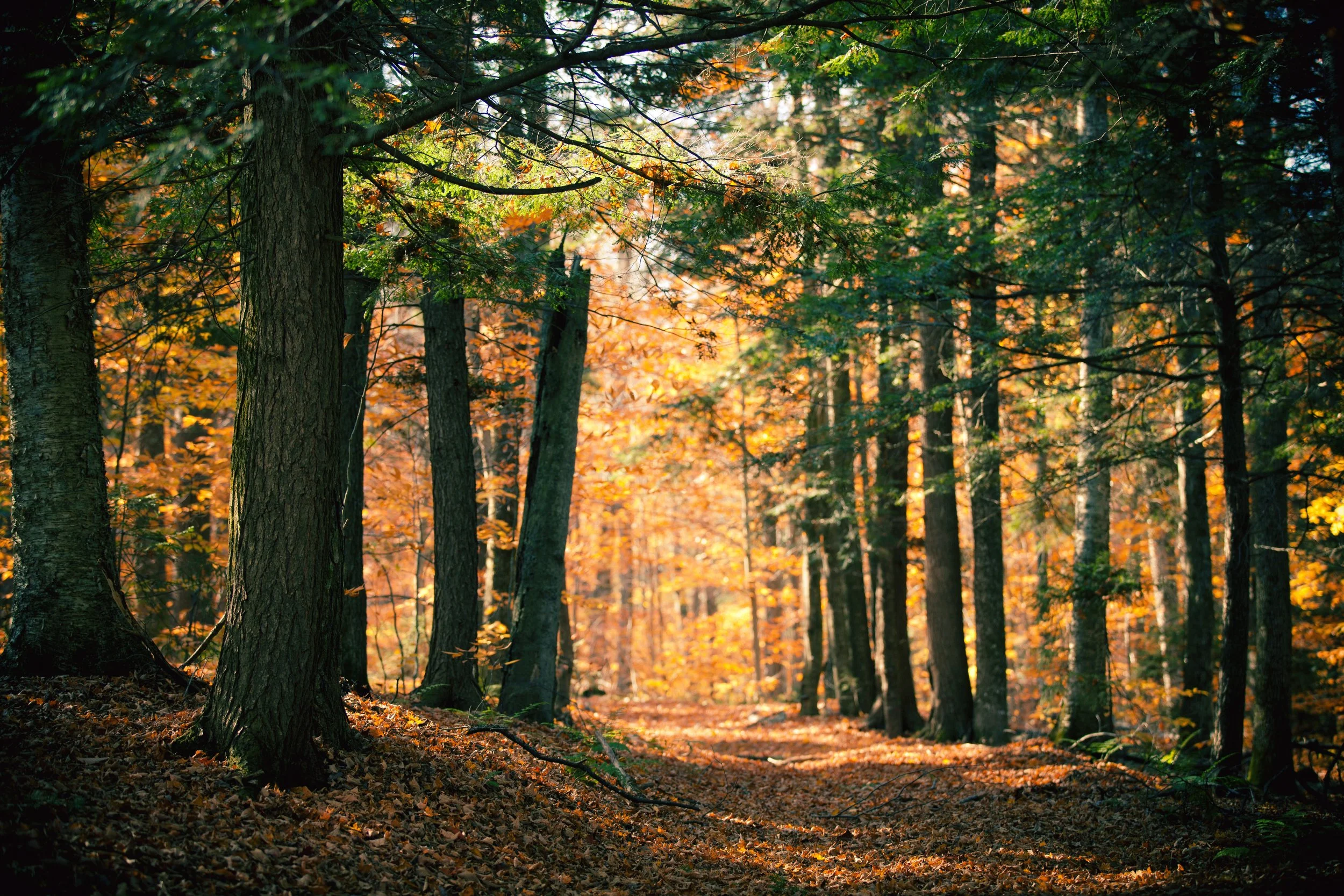 A dense forest with tall trees, sunlight filtering through the leaves, and fallen leaves covering the ground in autumn.