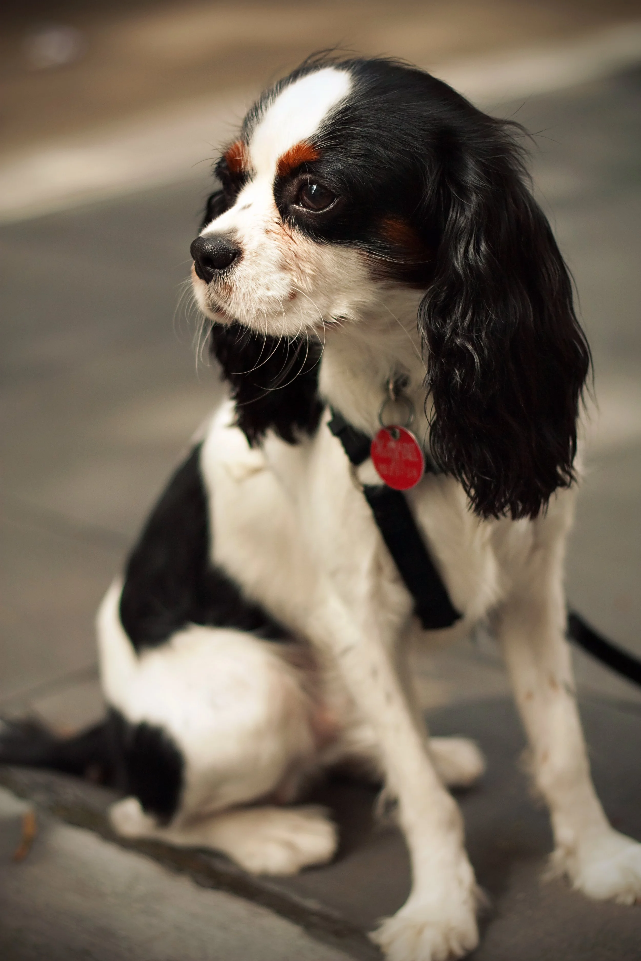 A black, white, and brown small dog with long ears sitting on a gray surface, wearing a red collar with a red tag.