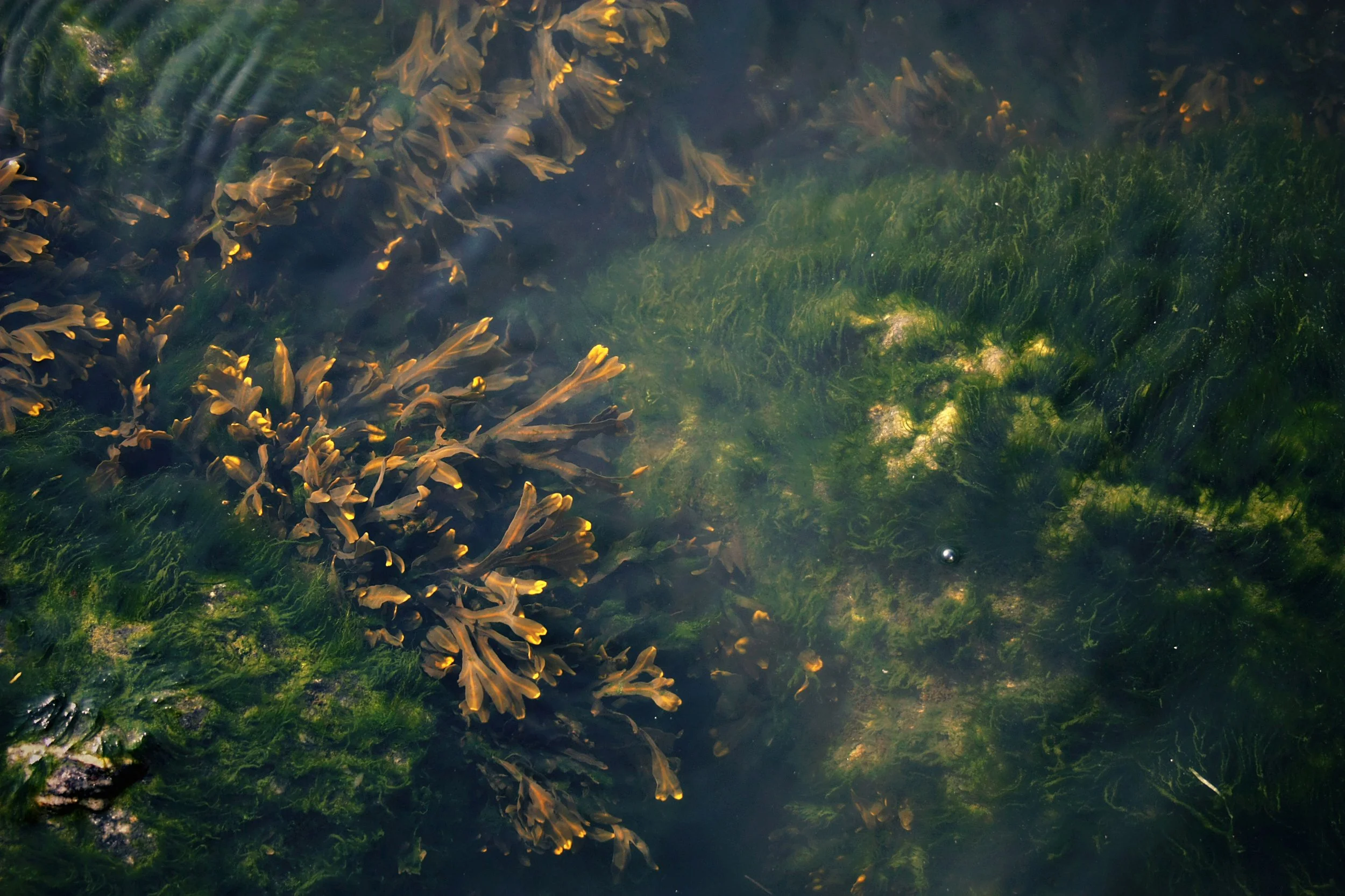 Underwater scene of green plant life and yellowish-brown algae or seaweed in clear water.