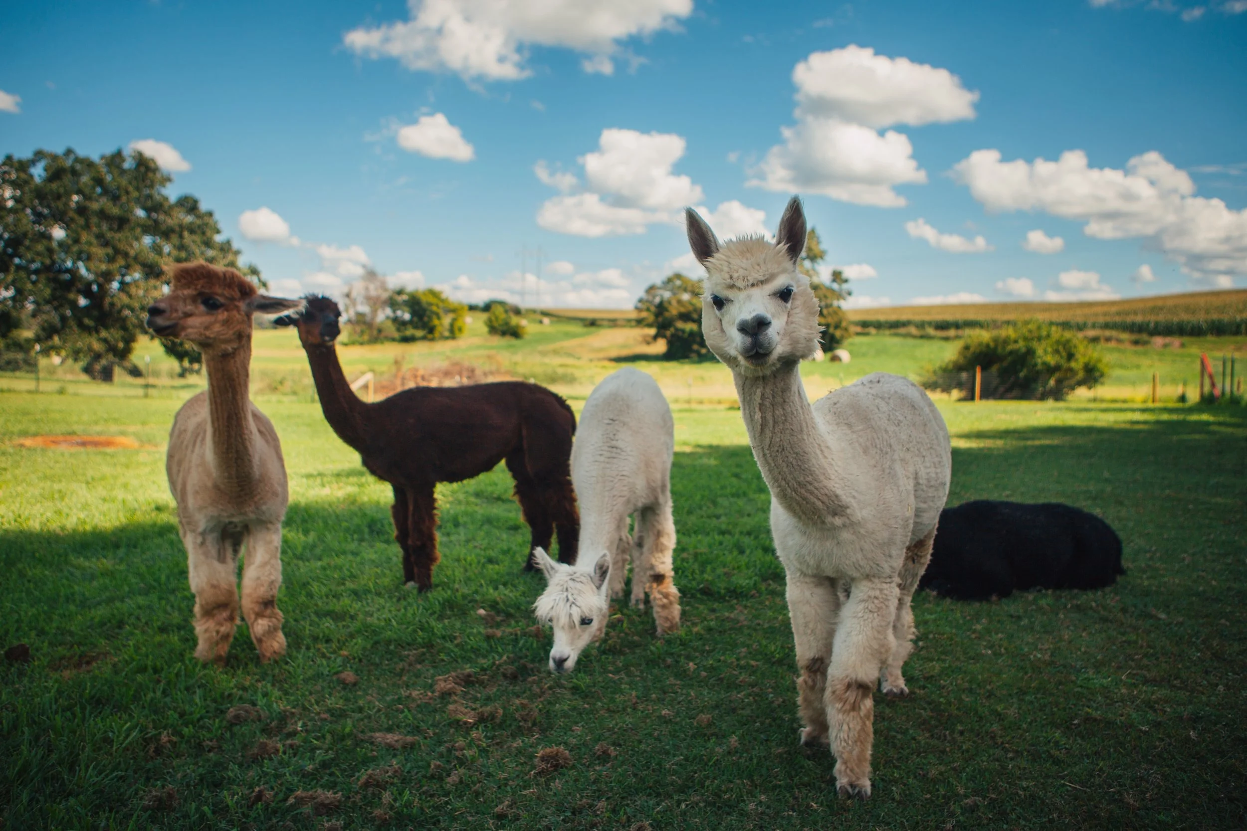Group of alpacas standing on grass in a field with trees and blue sky with clouds in the background.