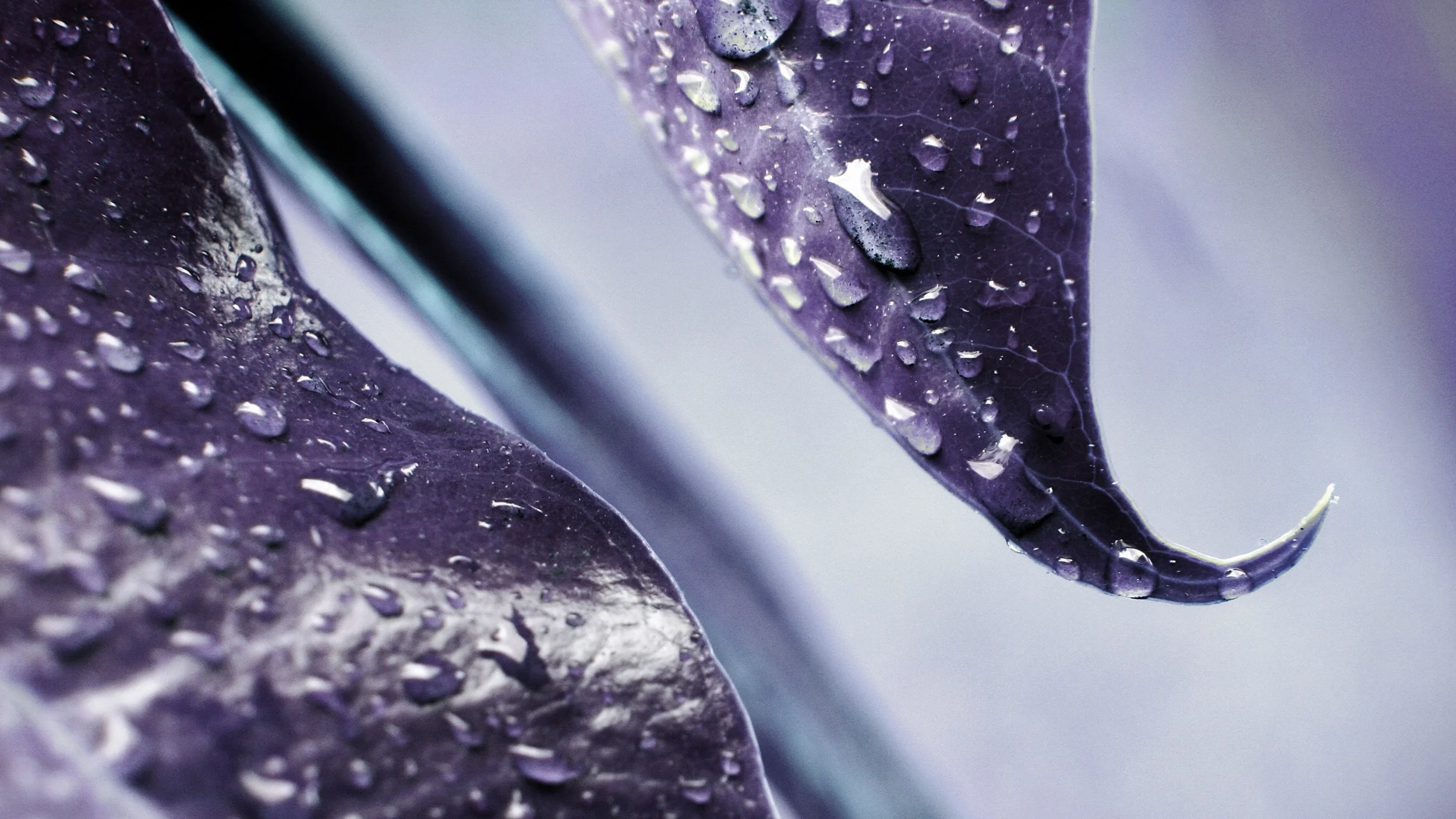 Close-up of purple leaves with water droplets on their surface.