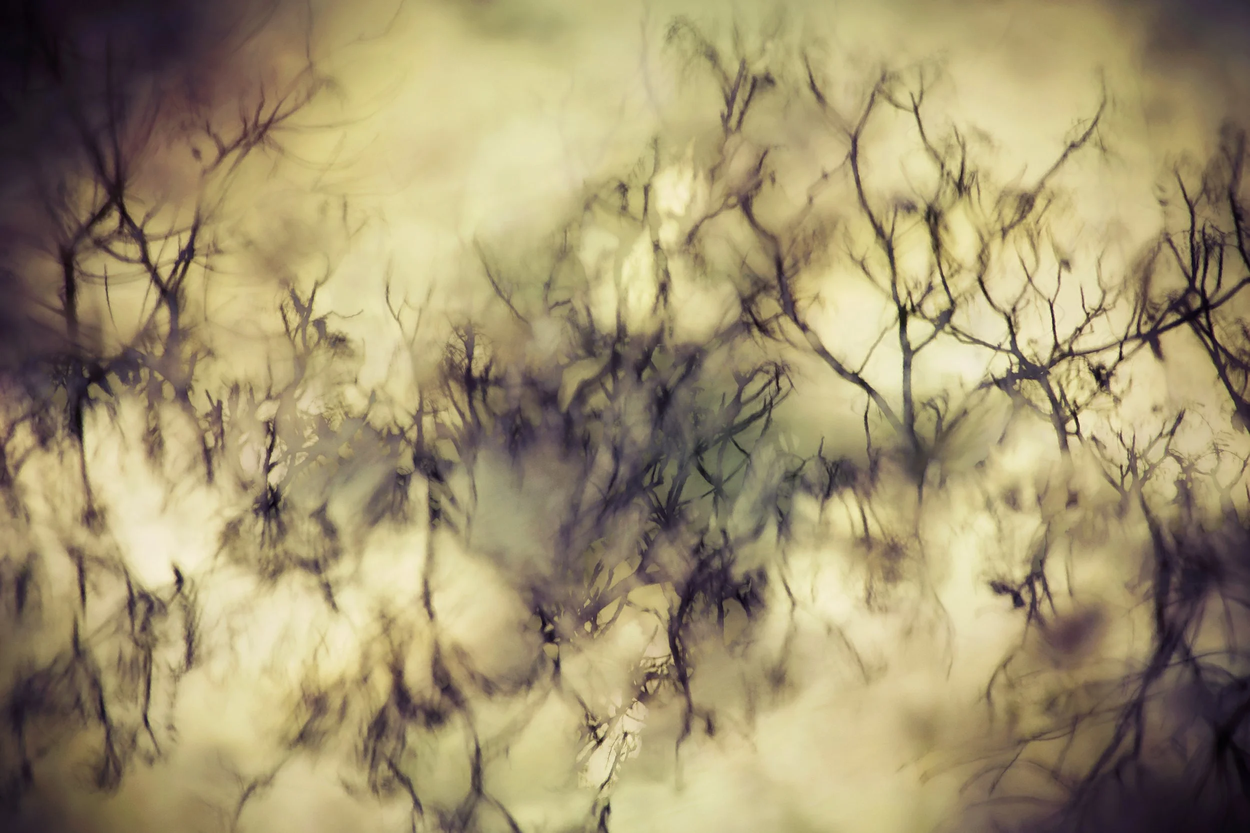A blurred image of tree branches against a bright, cloudy sky.