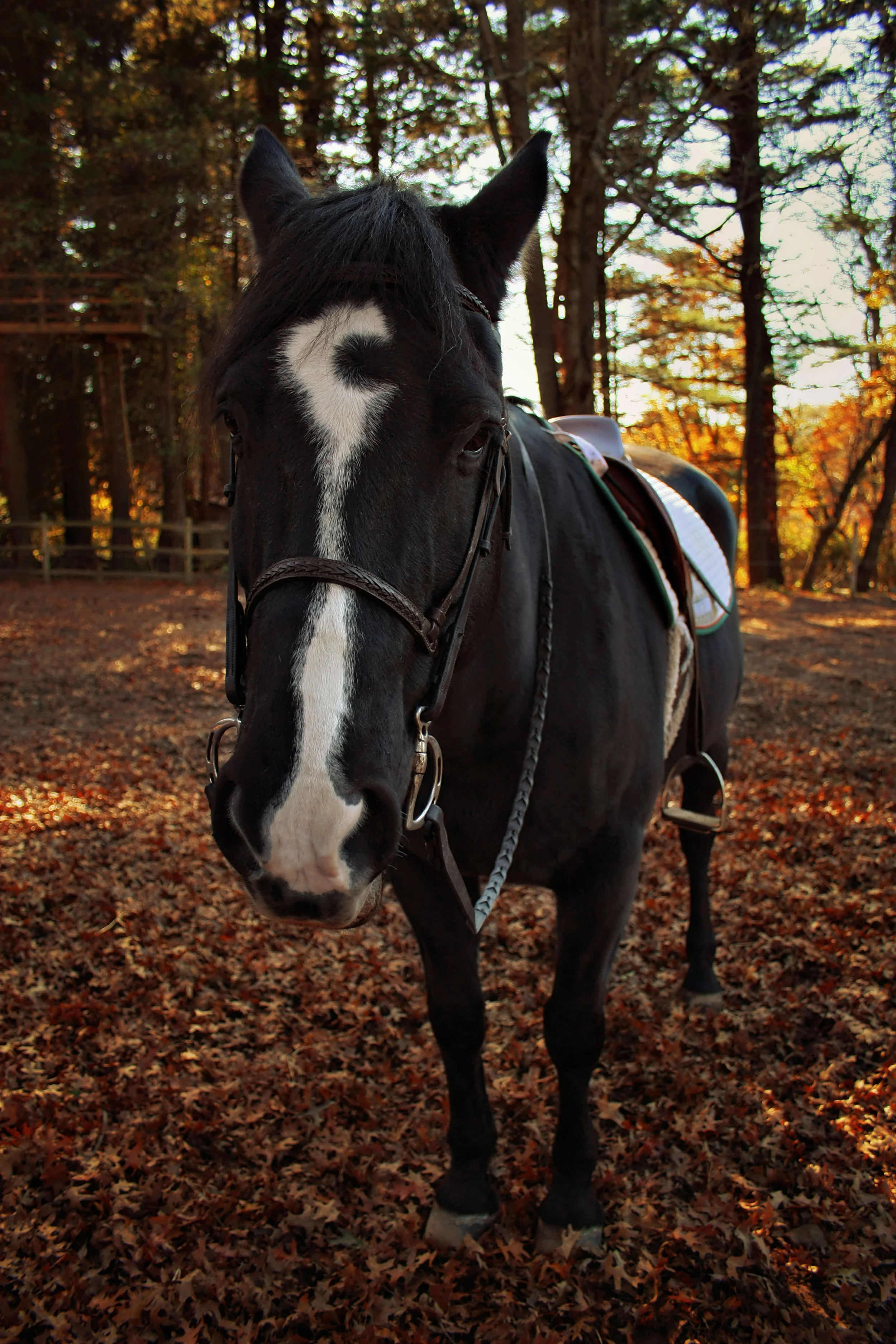 A black and white horse standing in a wooded area during autumn. The horse has a white blaze on its face and is wearing a saddle and bridle. The background features tall trees with orange and green foliage, and the ground is covered with fallen leave