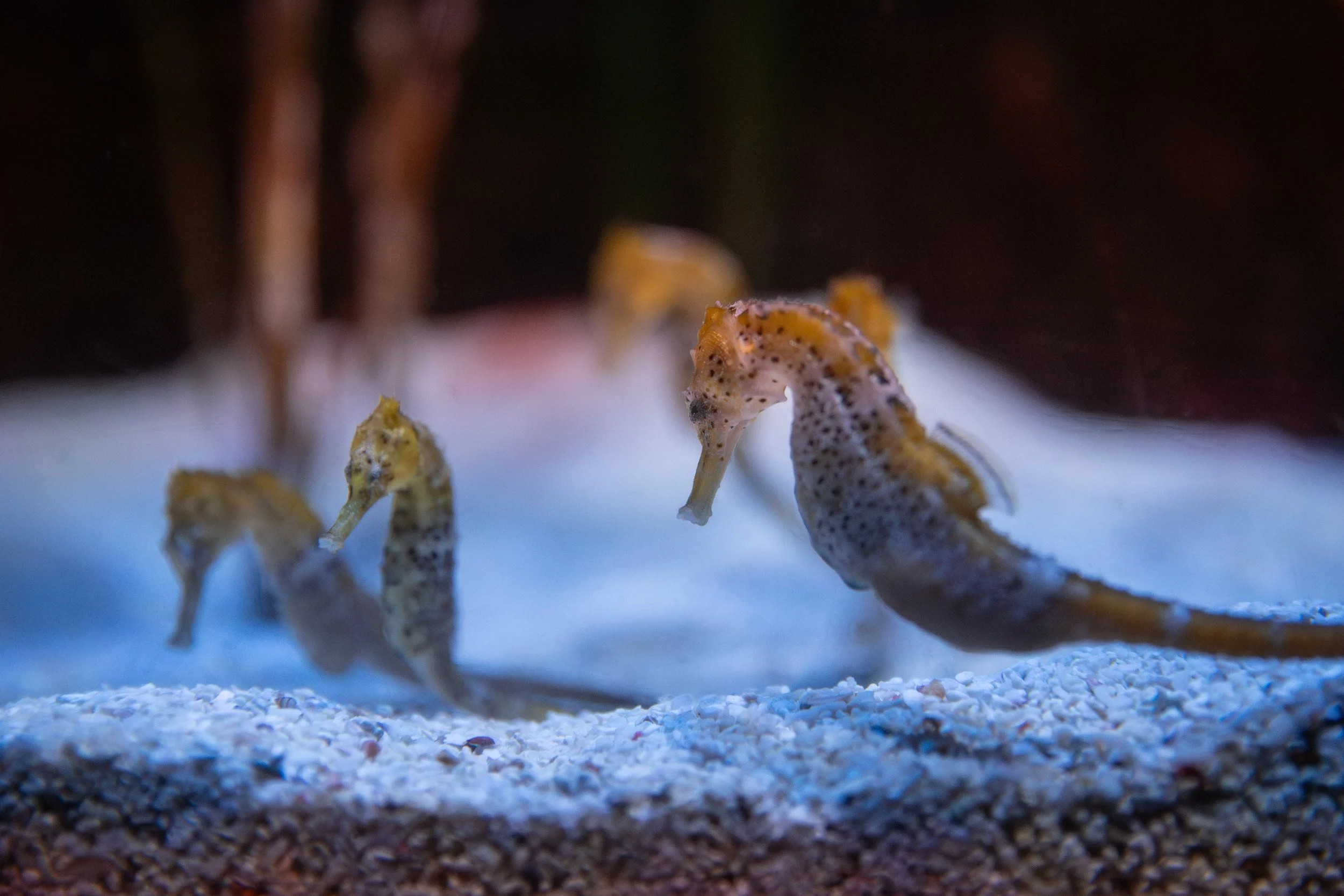 Close-up of small marine creatures, possibly nudibranchs, on a white sandy ocean floor with a dark background.