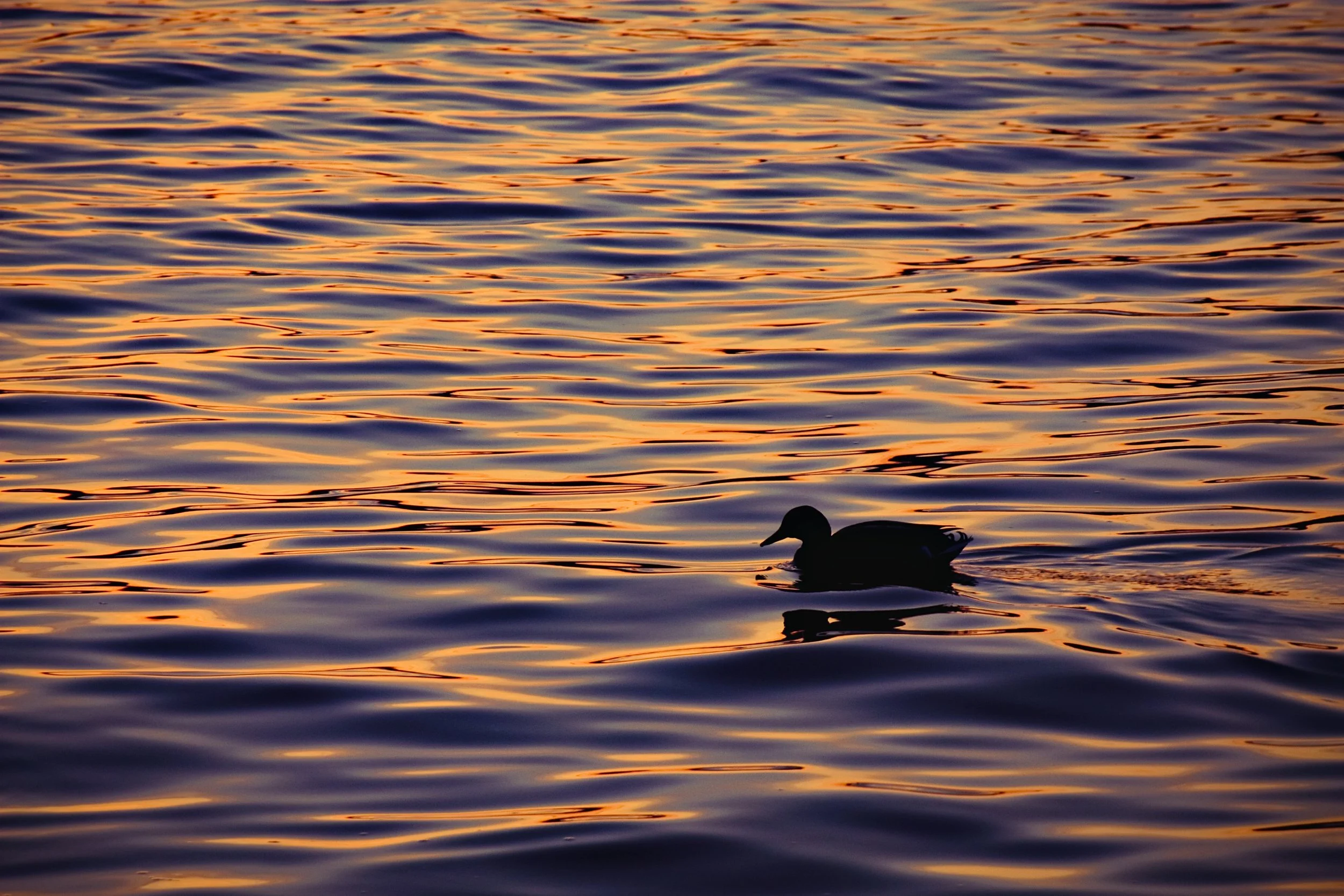A duck swimming on a body of water during sunset, with the water reflecting orange and purple hues.