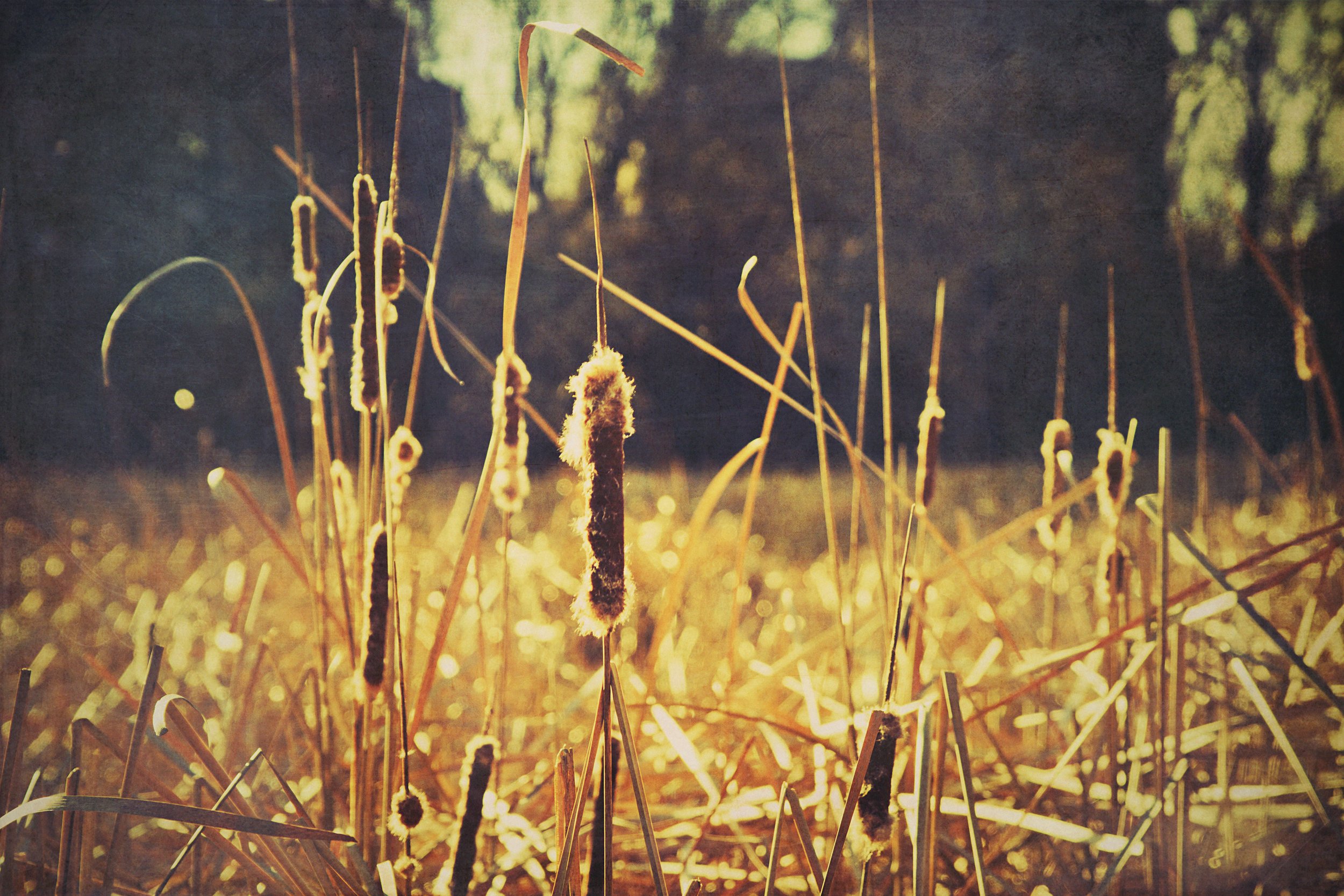 Close-up of cattails in a marsh, illuminated by golden sunlight, with blurred background of trees and water.